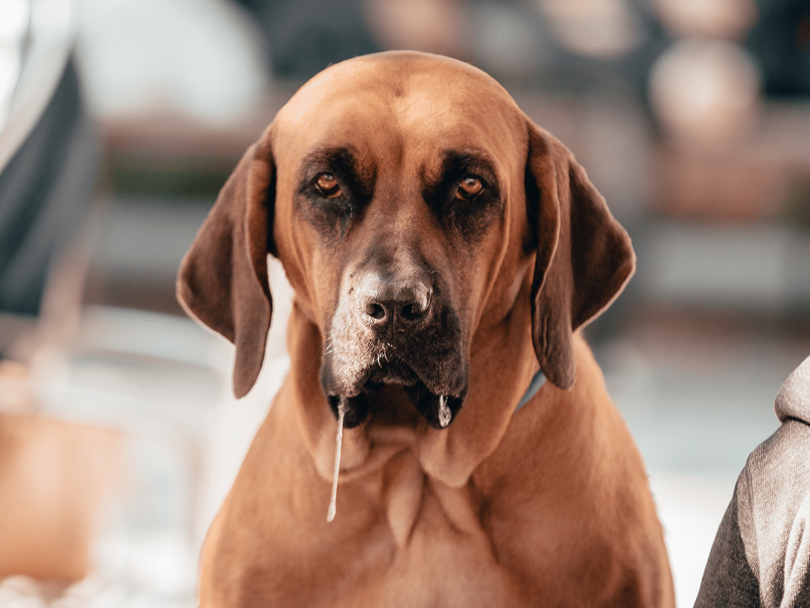 Symptomen van een slokdarmontsteking bij een hond