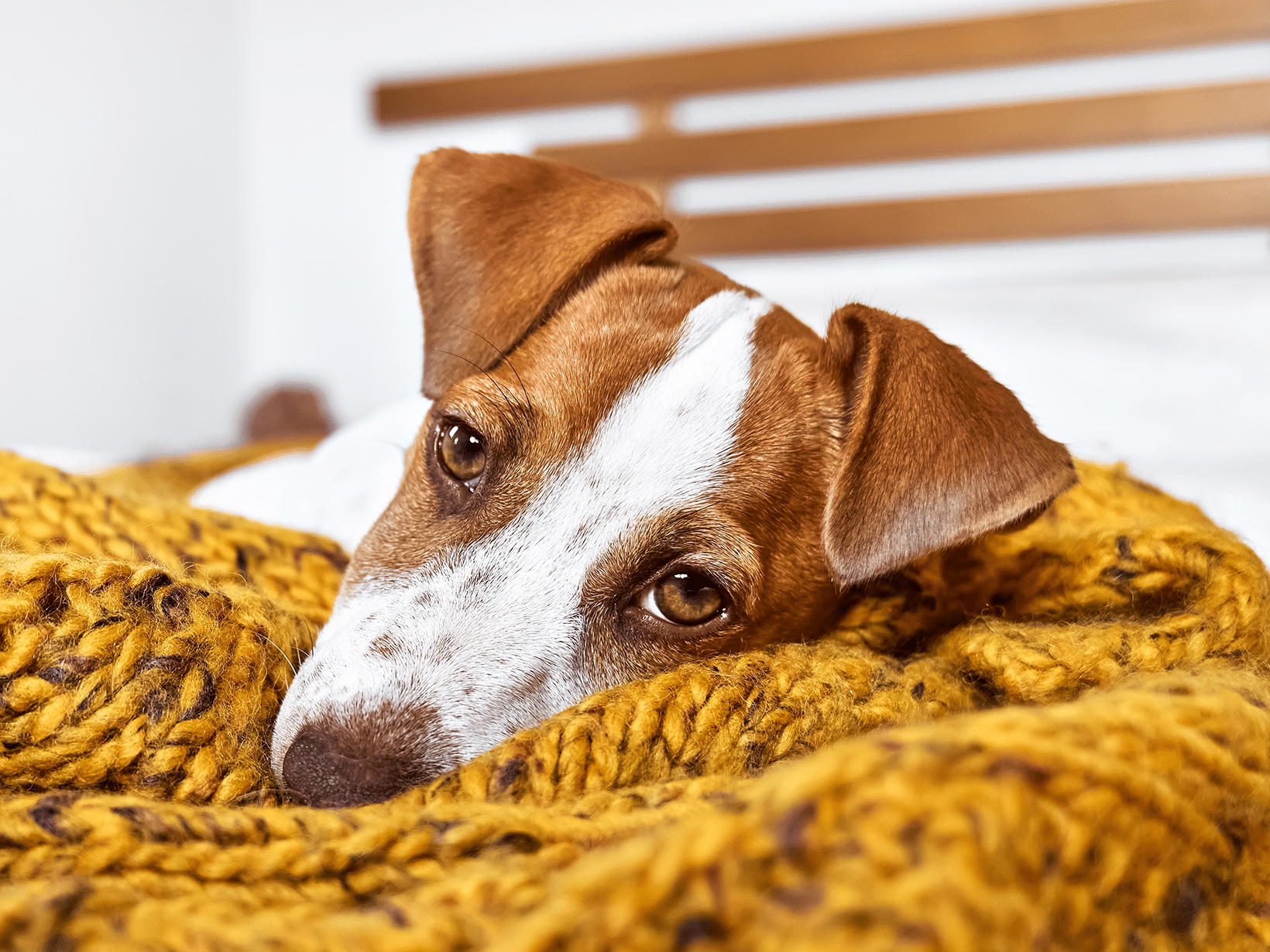 Streptokokken symptomen bij een hond