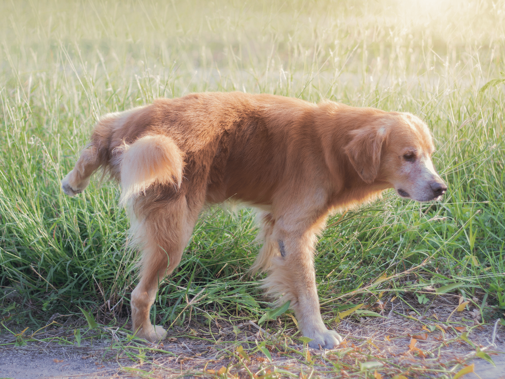 Suikerziekte symptomen bij een hond