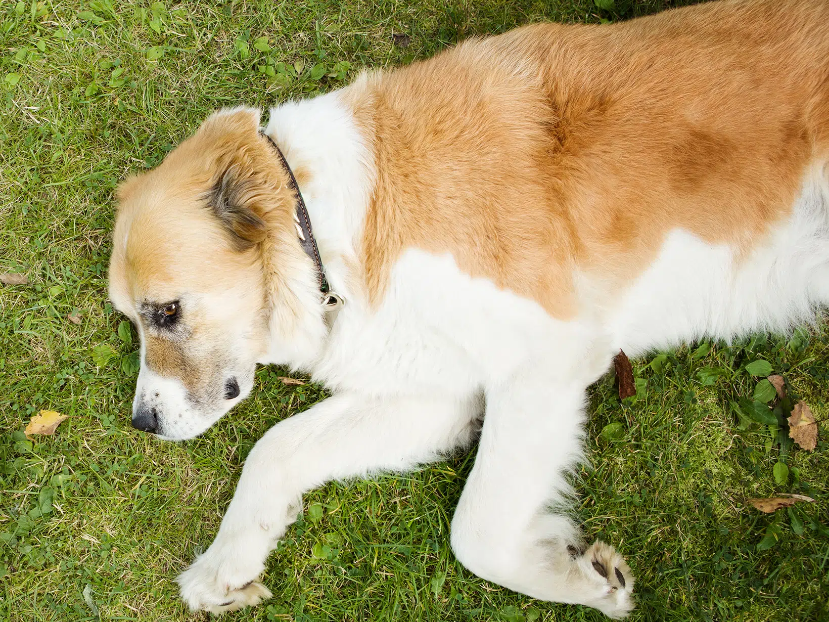 Symptomen van een alvleeskliertumor bij een hond