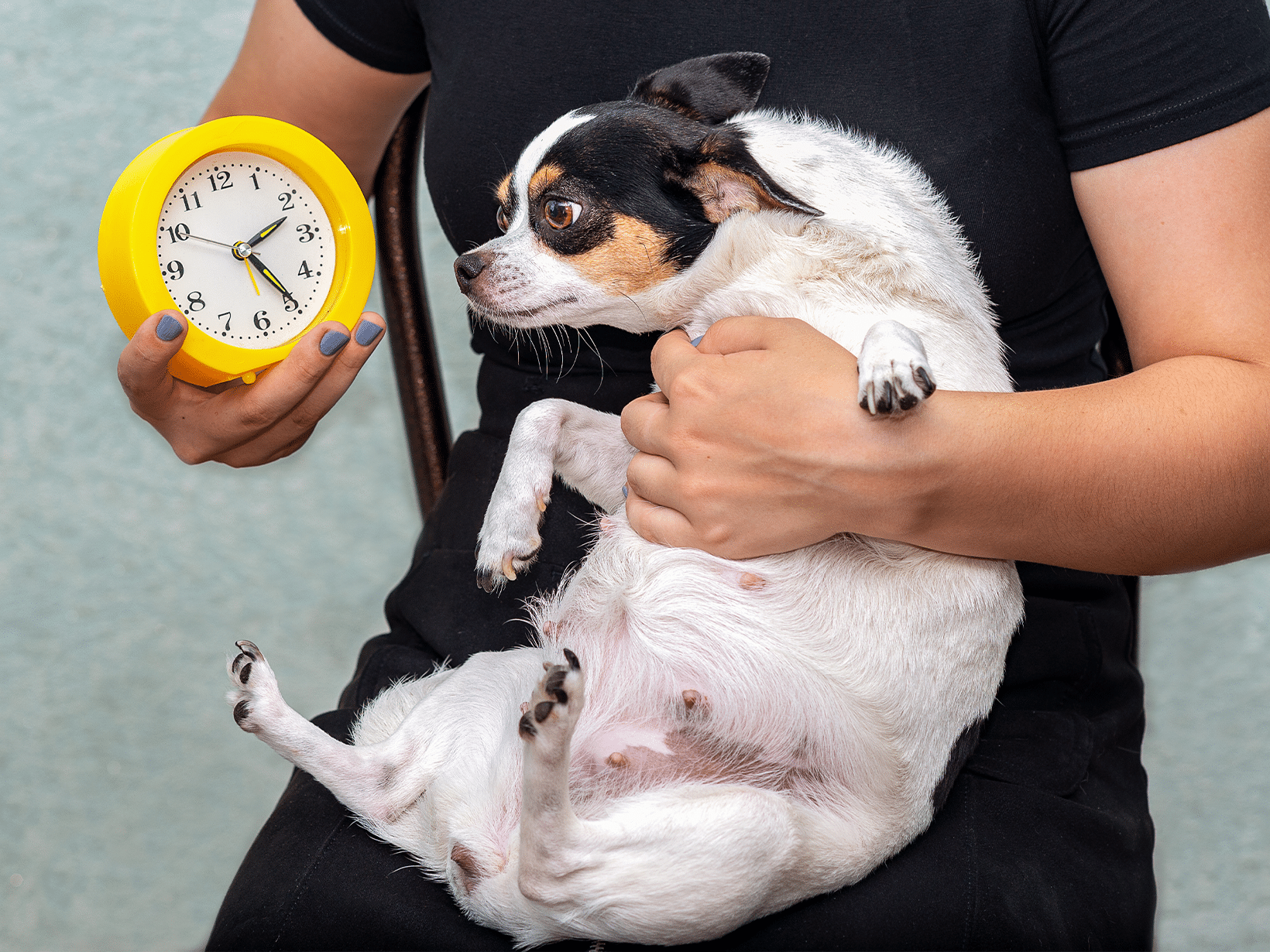 Symptomen van een bevalling bij een hond, herken en ondersteun