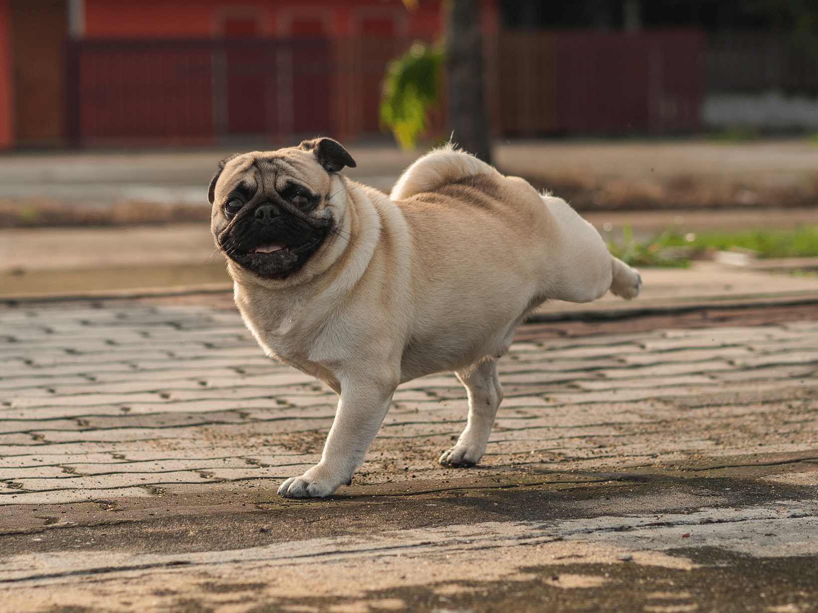 Symptomen blaasontsteking bij een hond