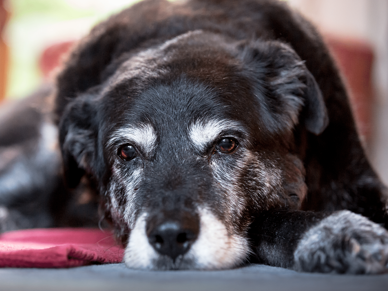 Symptomen van botkanker bij een hond