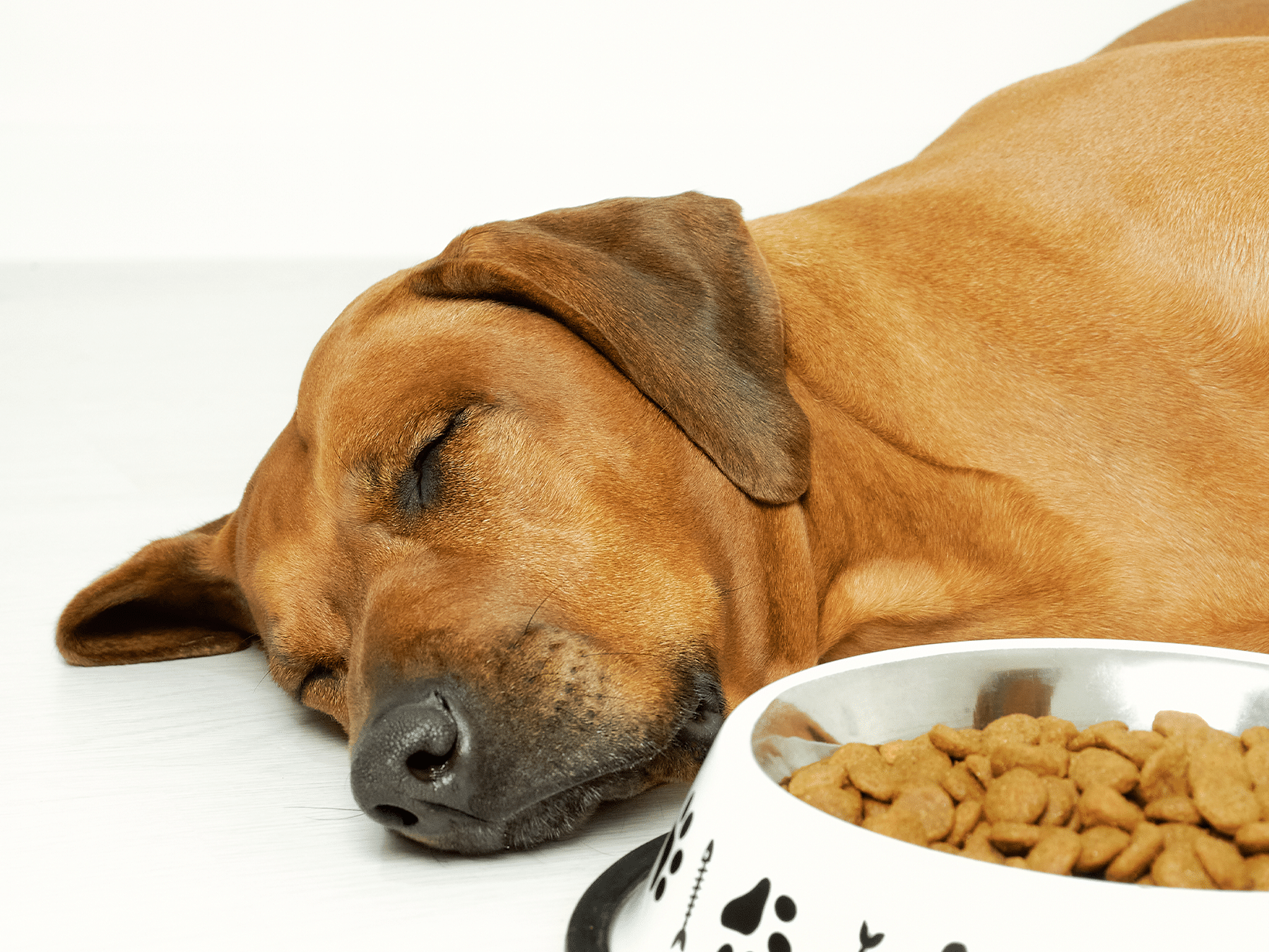 Symptomen van botulisme bij een hond