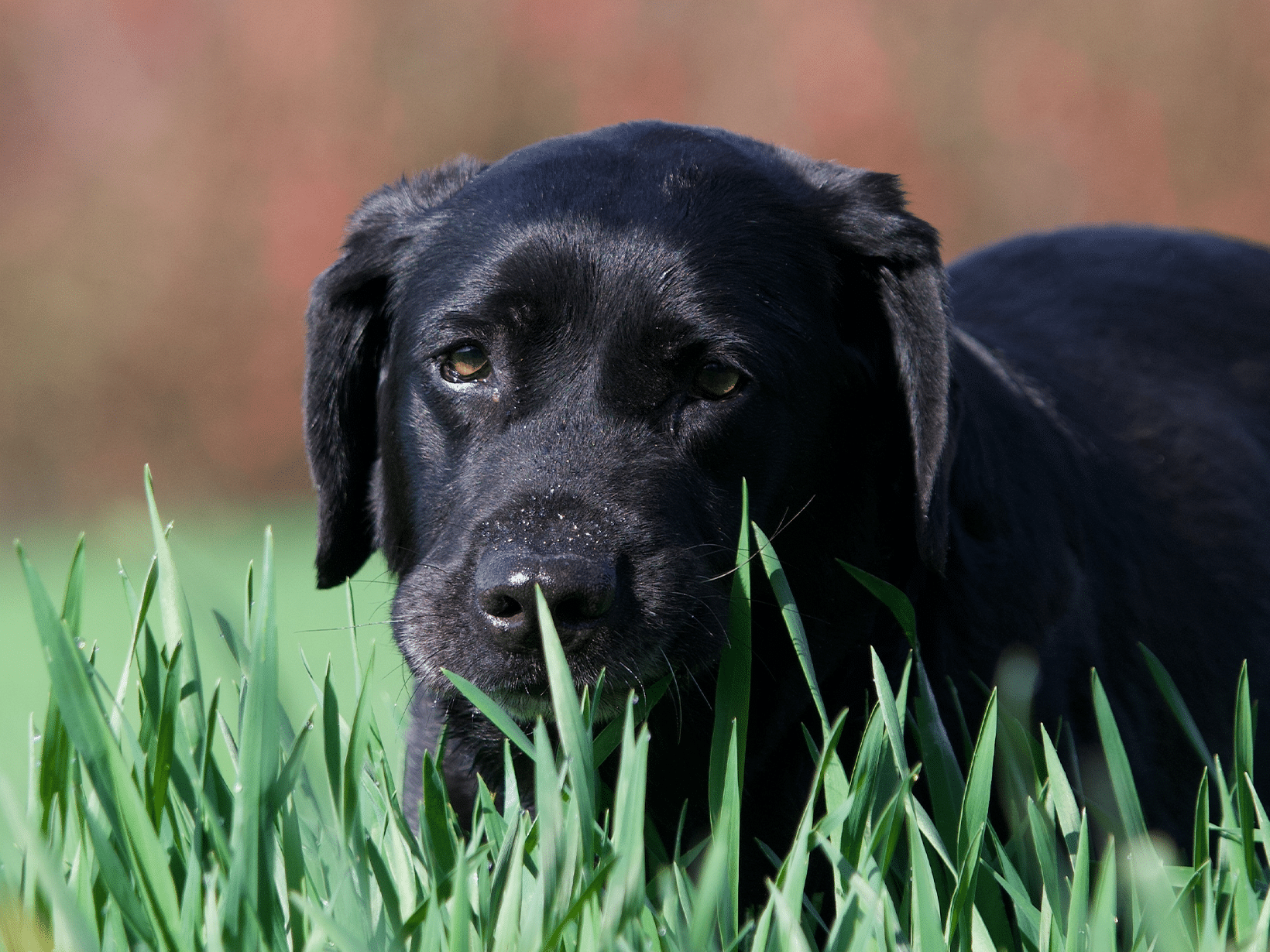 Symptomen van buikpijn bij een hond