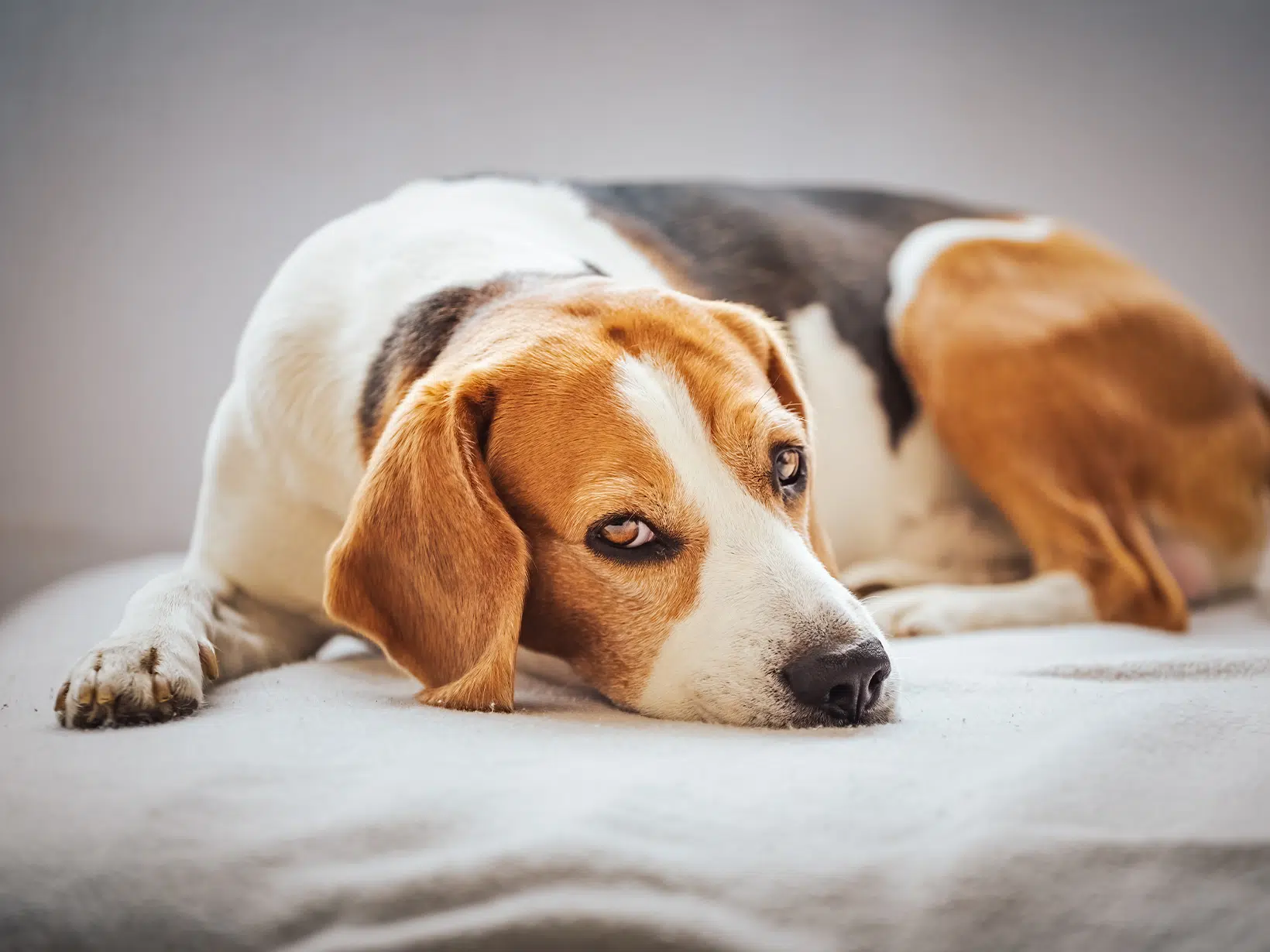 Symptomen van calciumtekort bij een hond