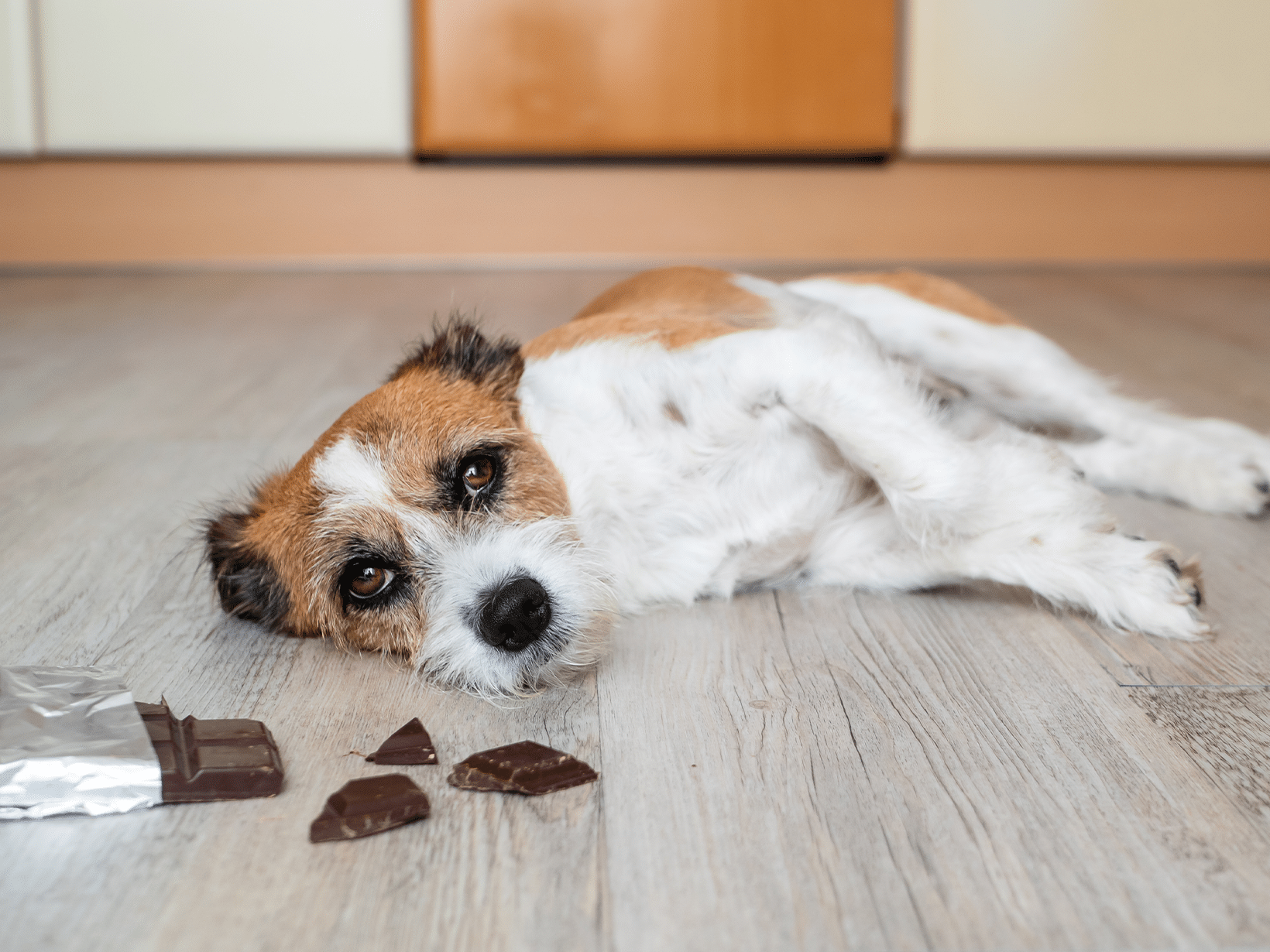 Symptomen van chocolade vergiftiging bij een hond