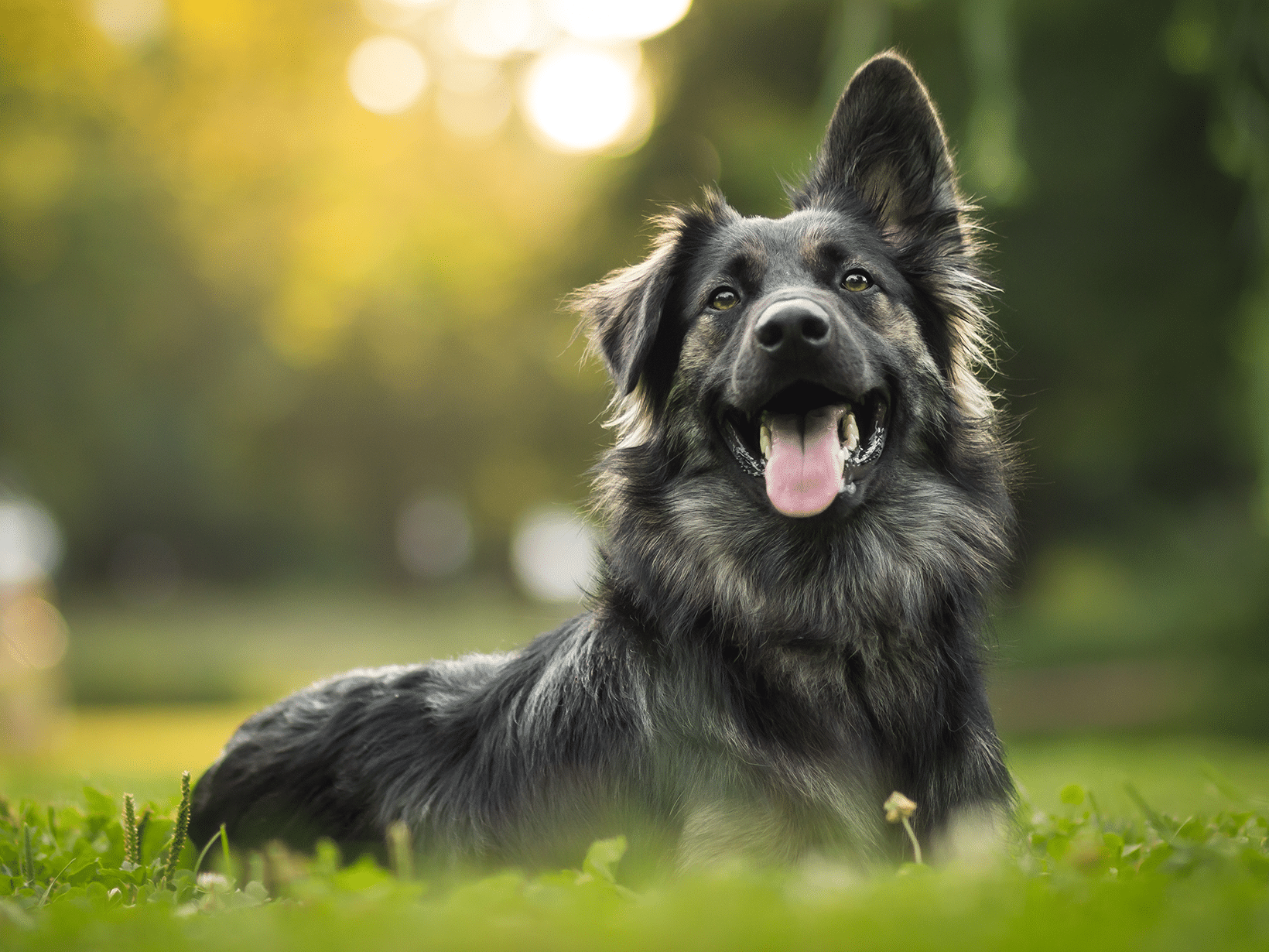 Symptomen van corona bij een hond