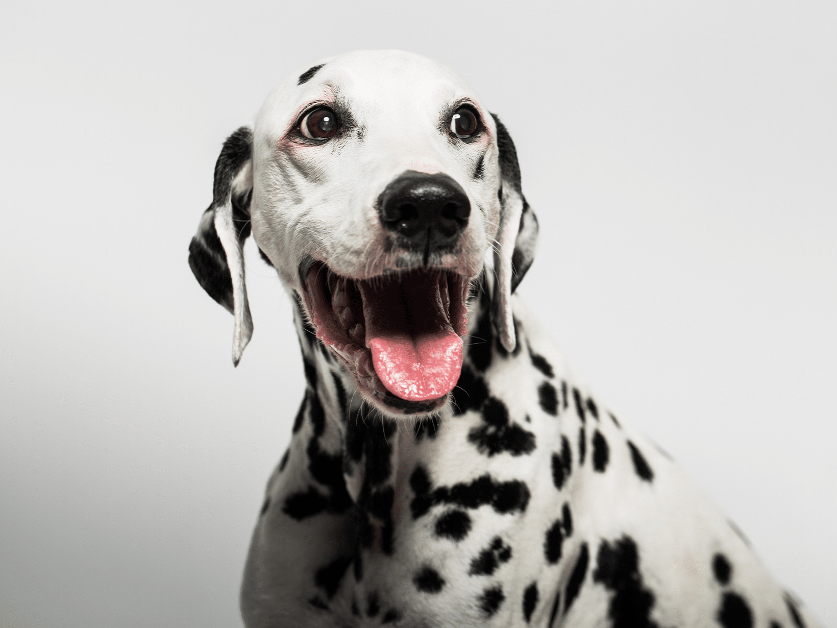 Symptomen van Cushing bij een hond