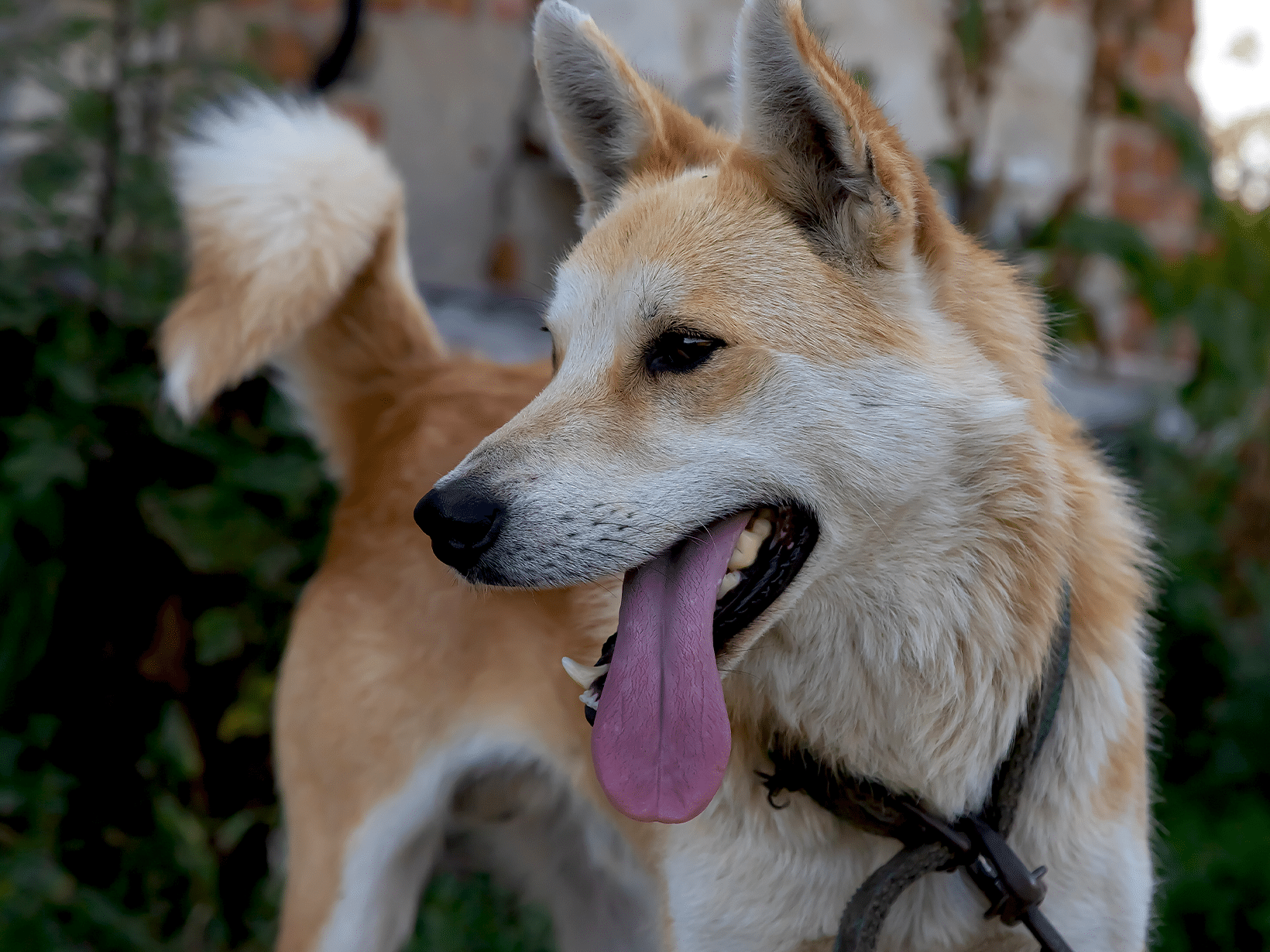 Symptomen van een gebroken staart bij een hond