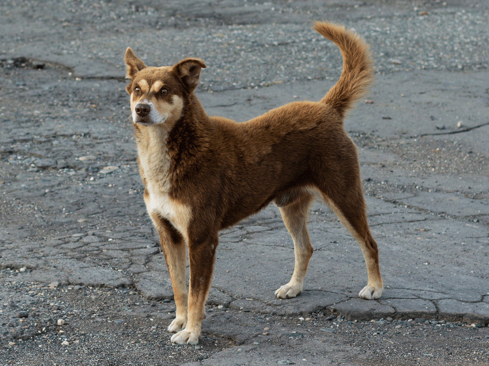 Symptomen van een gekneusde staart bij een hond