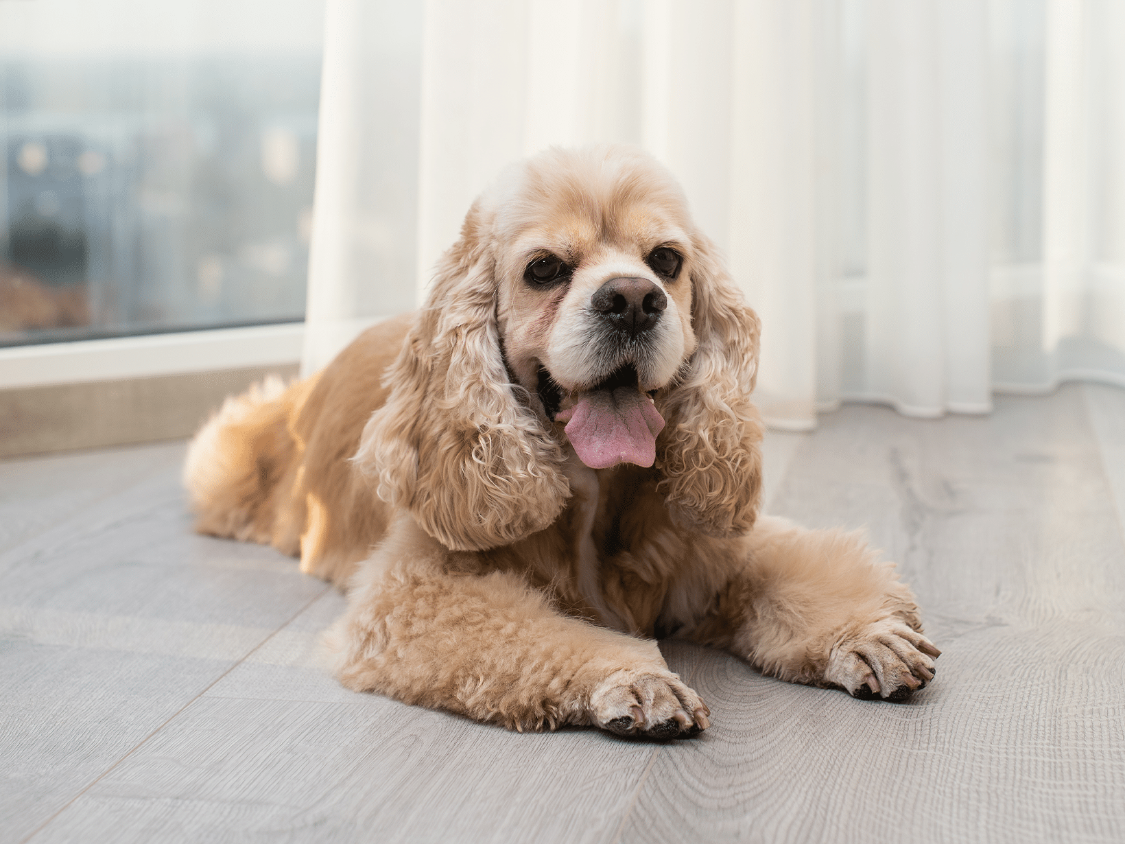 Symptomen van een gescheurde meniscus bij een hond