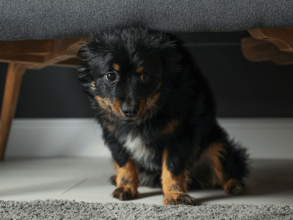 Symptomen van een gestreste hond, herken en kalmeer!