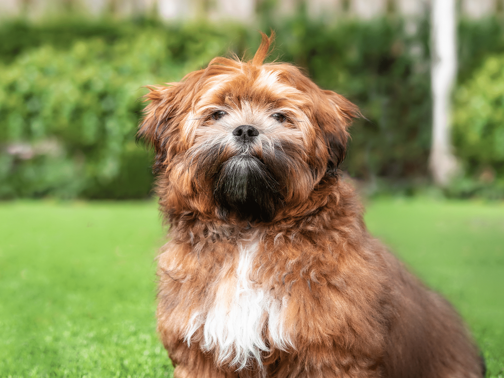 Symptomen van een hersenafwijking bij een hond