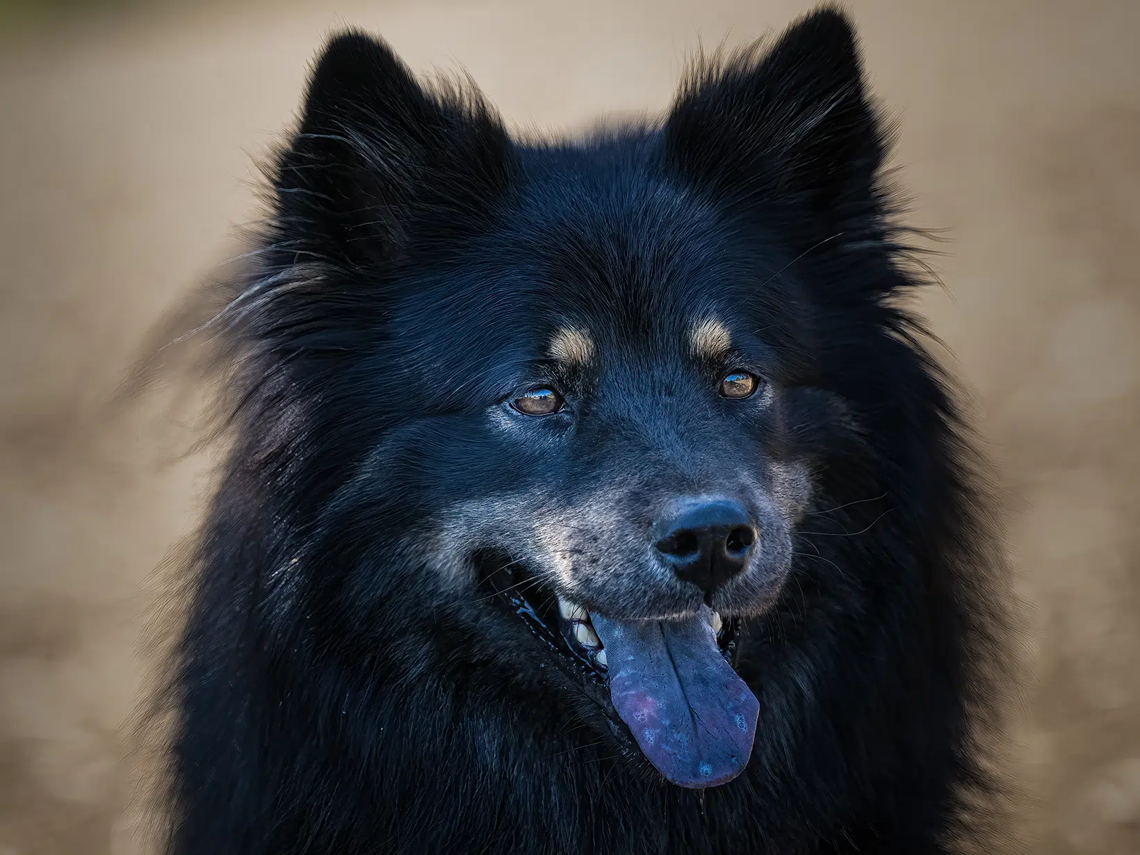 Symptomen van een hersenschudding bij een hond