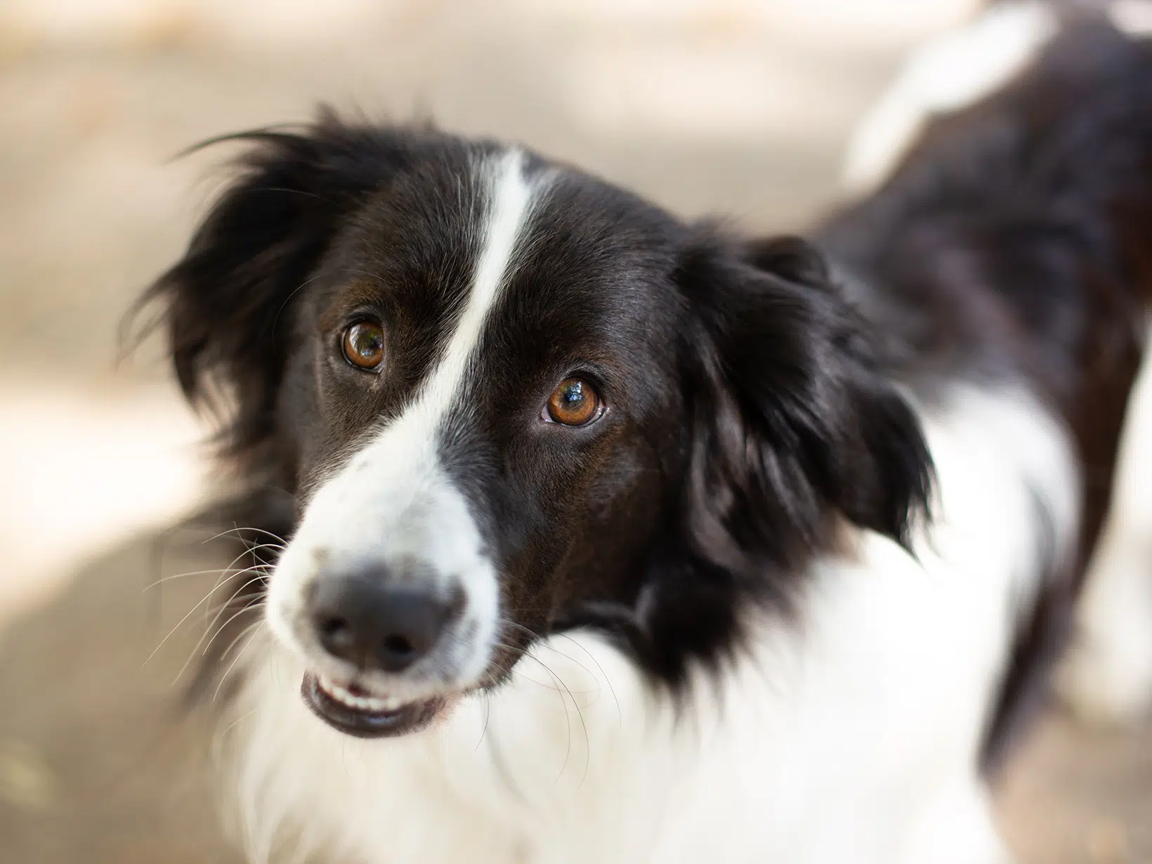 Symptomen hersentumor bij een hond