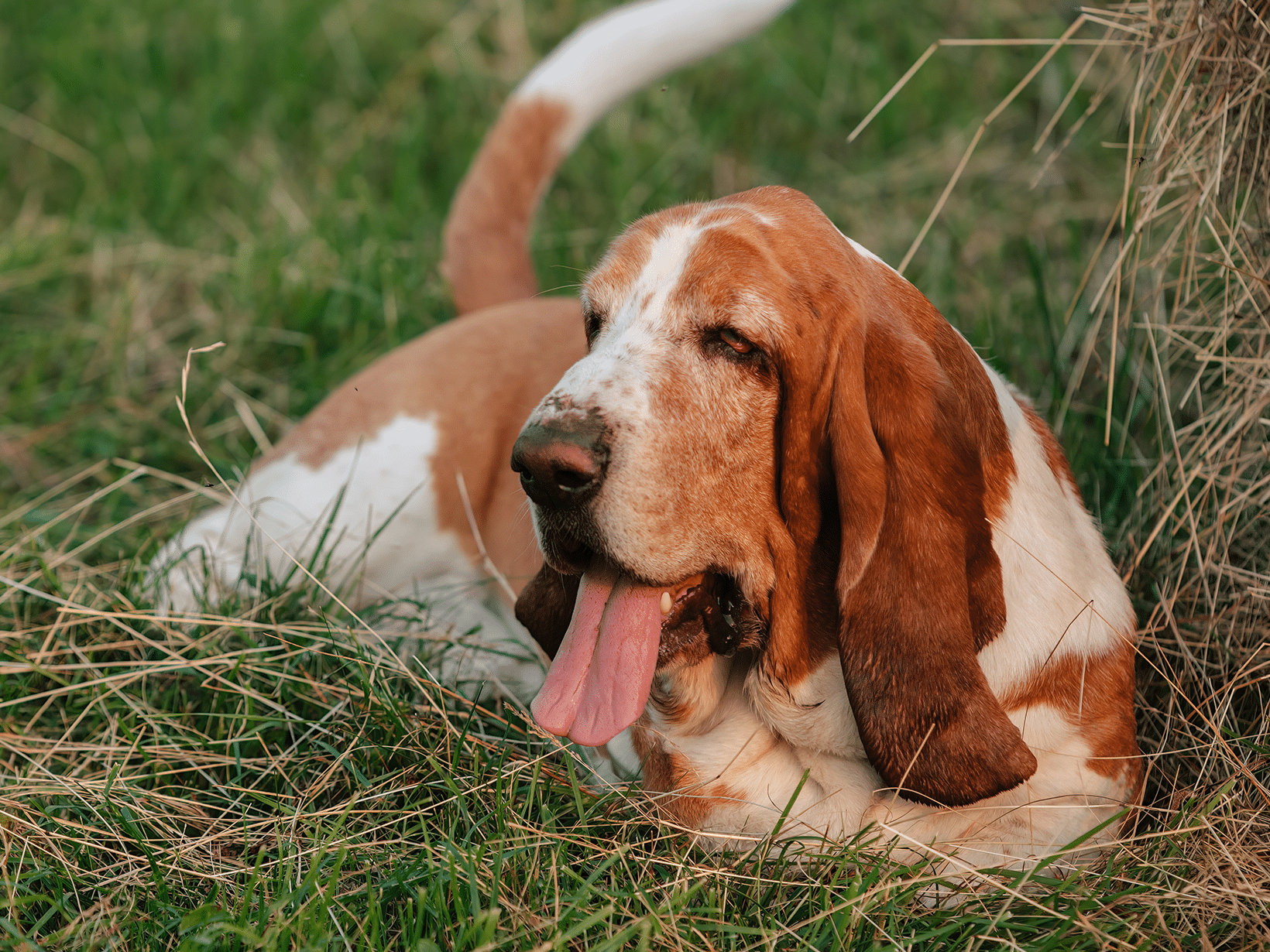 Symptomen heup uit de kom bij een hond