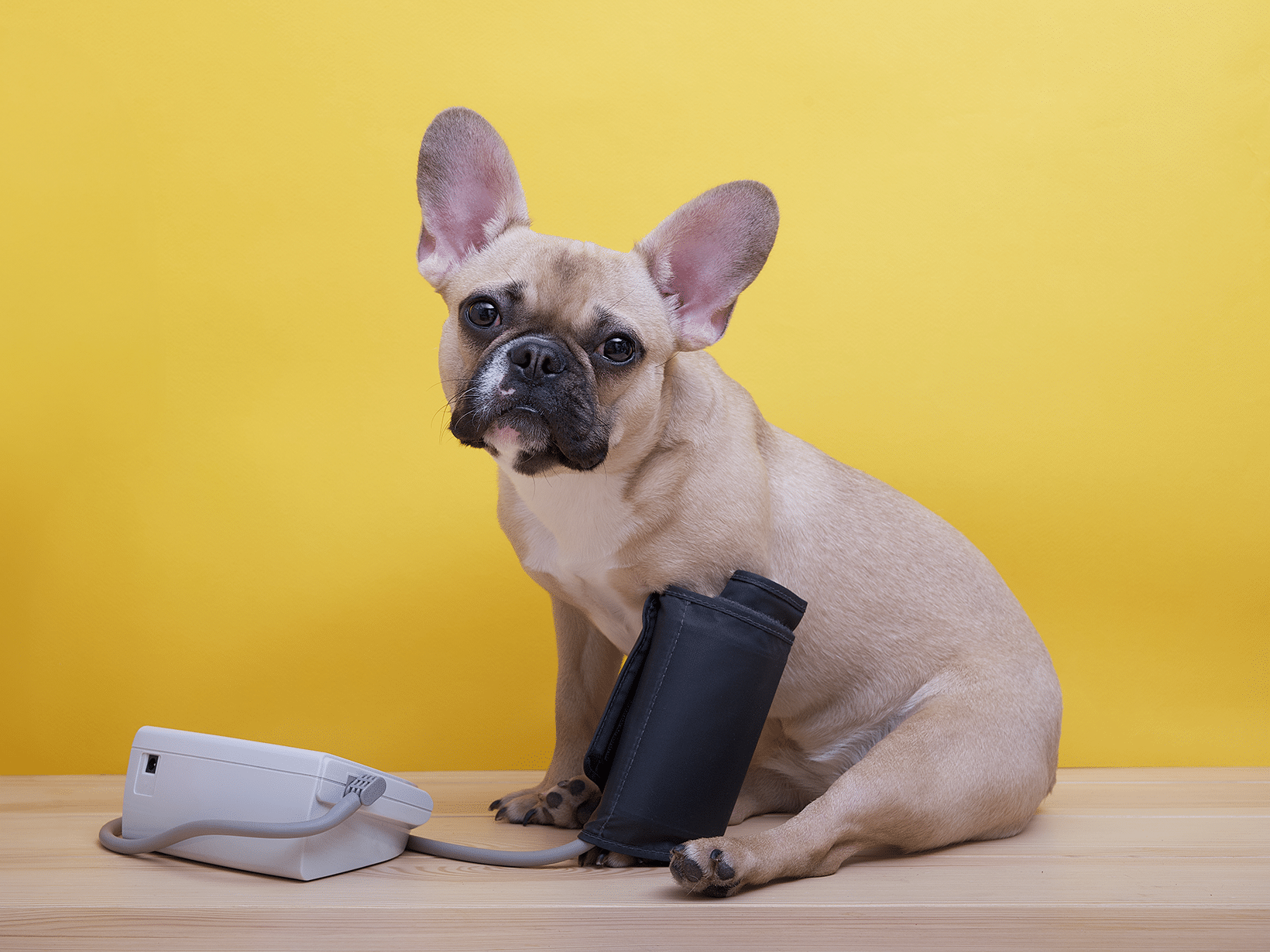 Symptomen hoge bloeddruk bij een hond