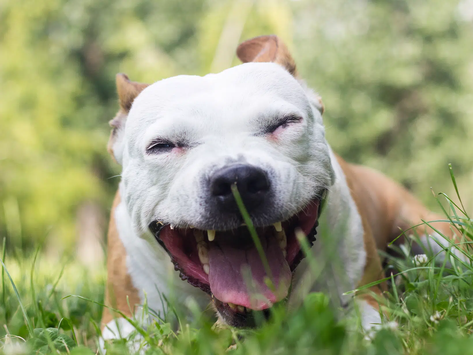 Kennelhoest symptomen bij een hond