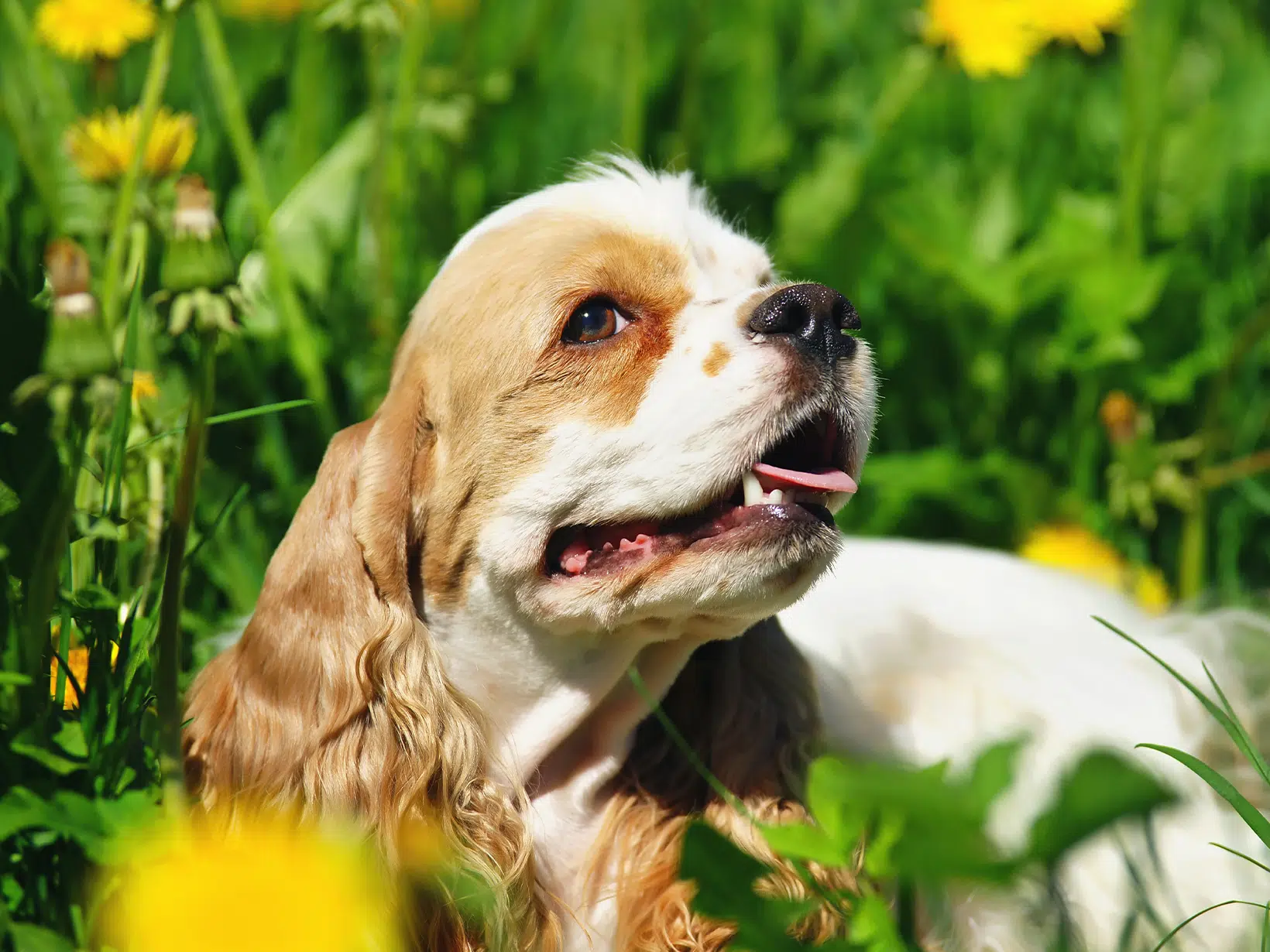 Longontsteking symptomen bij een hond