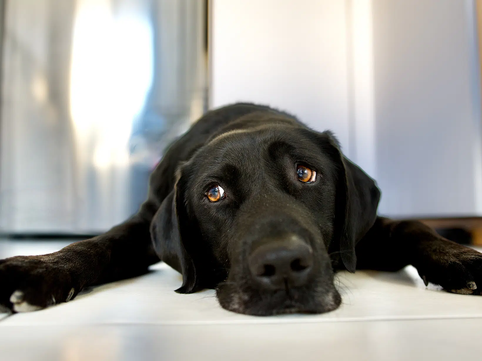 Symptomen lymfeklierontsteking bij een hond