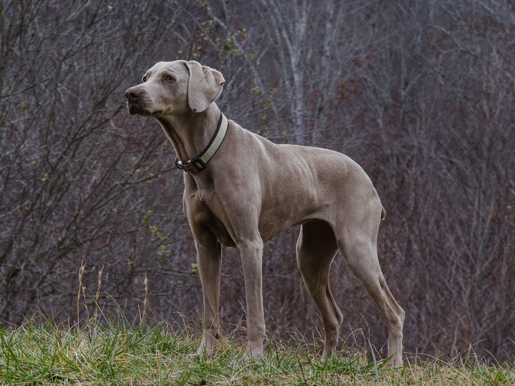 Symptomen van een neurotische hond