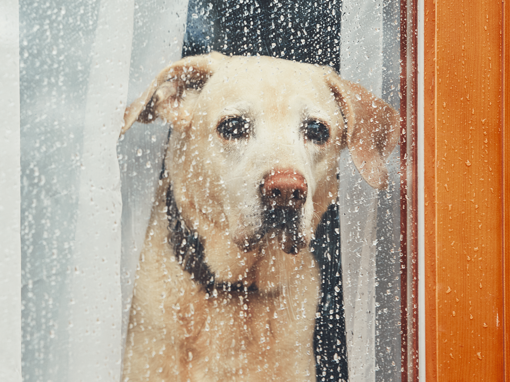 Symptomen van een ongelukkige hond