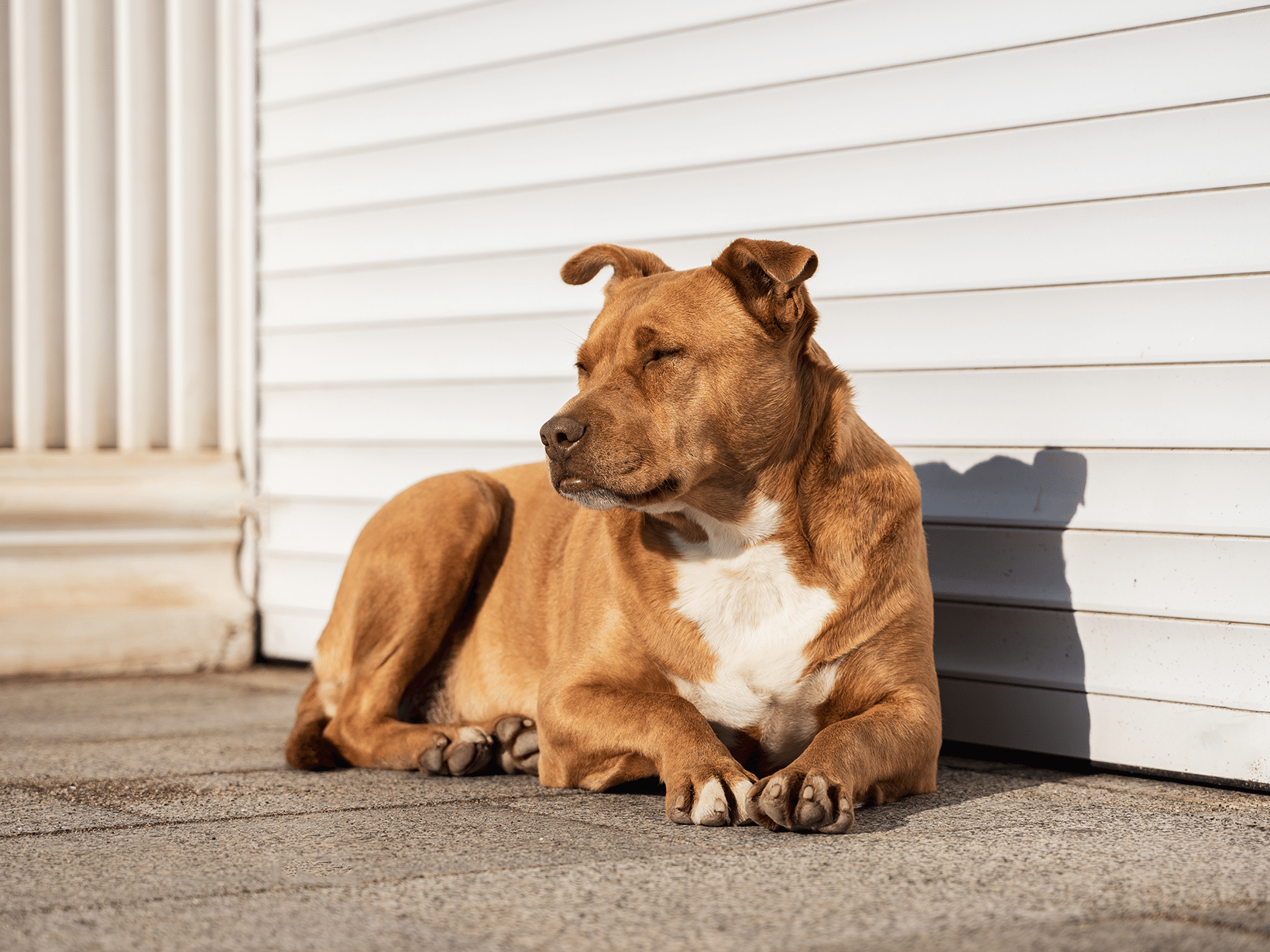 Symptomen van een oude hond