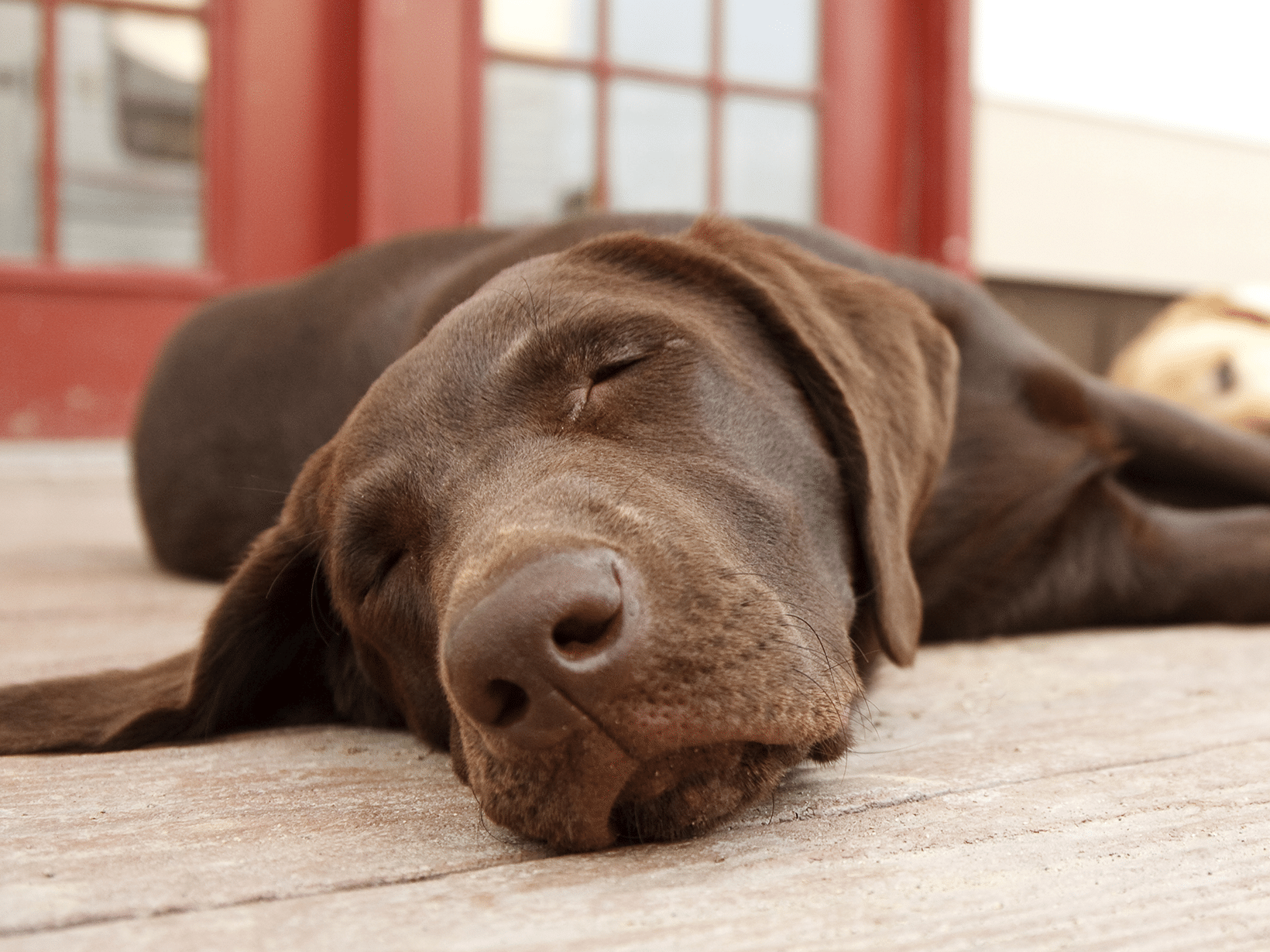 Symptomen van een oververmoeide hond