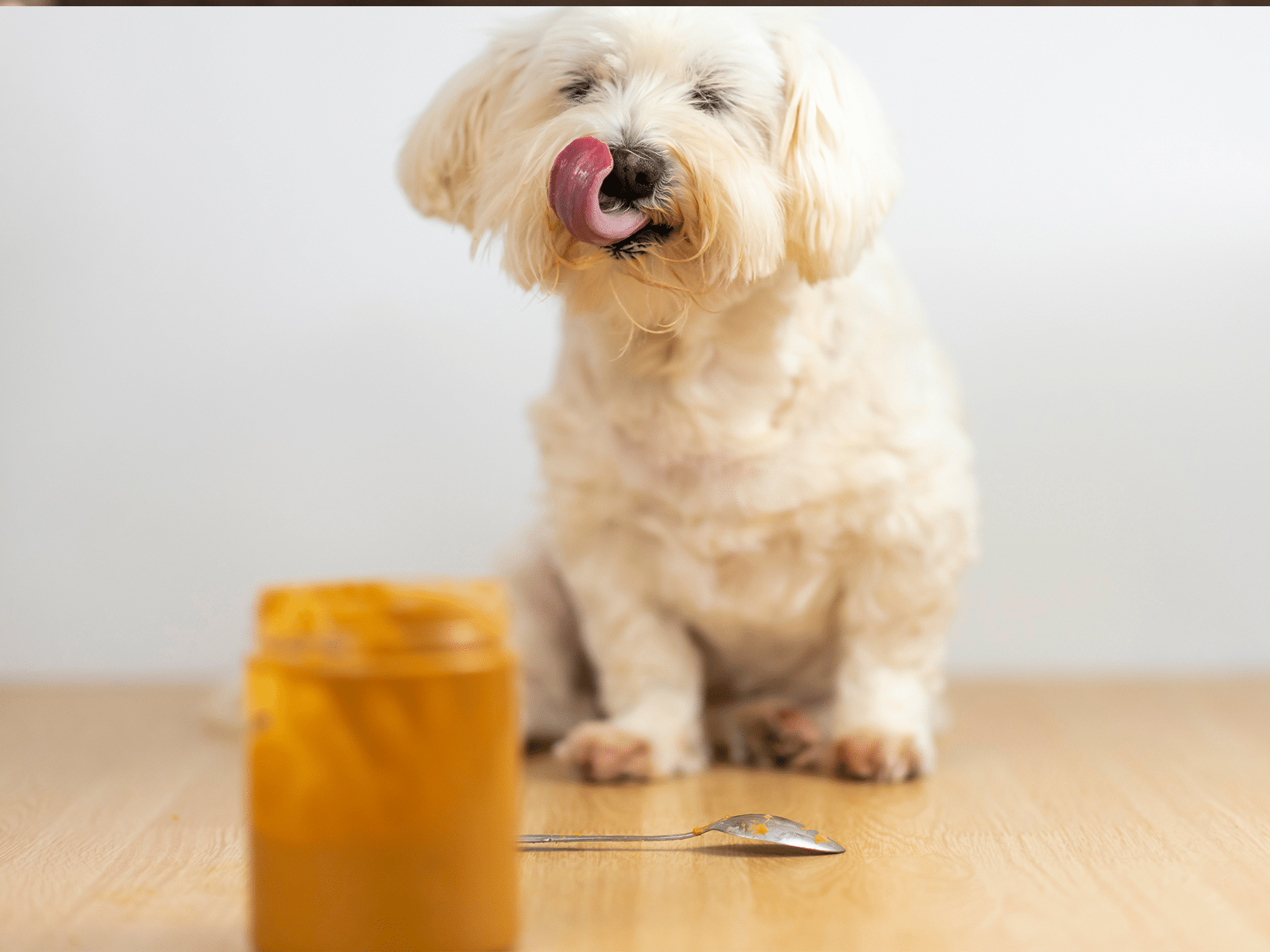 Symptomen van een pinda-allergie bij een hond