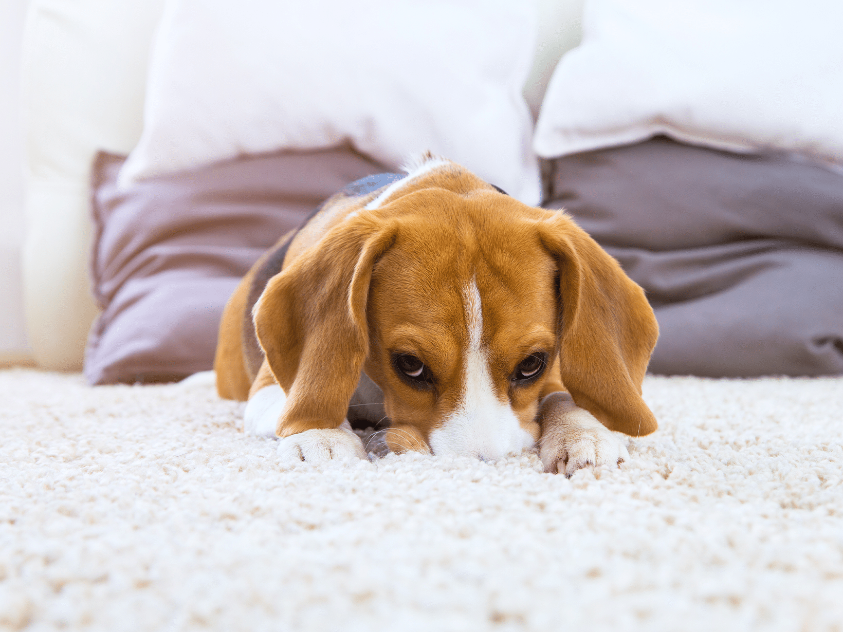 Symptomen PLE bij een hond