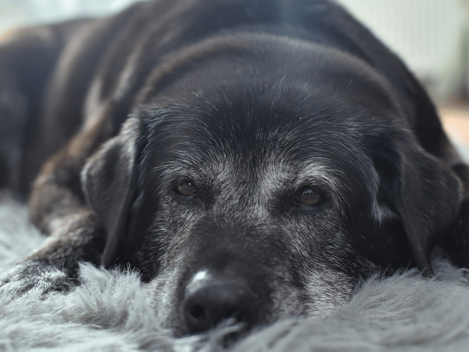 Symptomen van een stervende oude hond