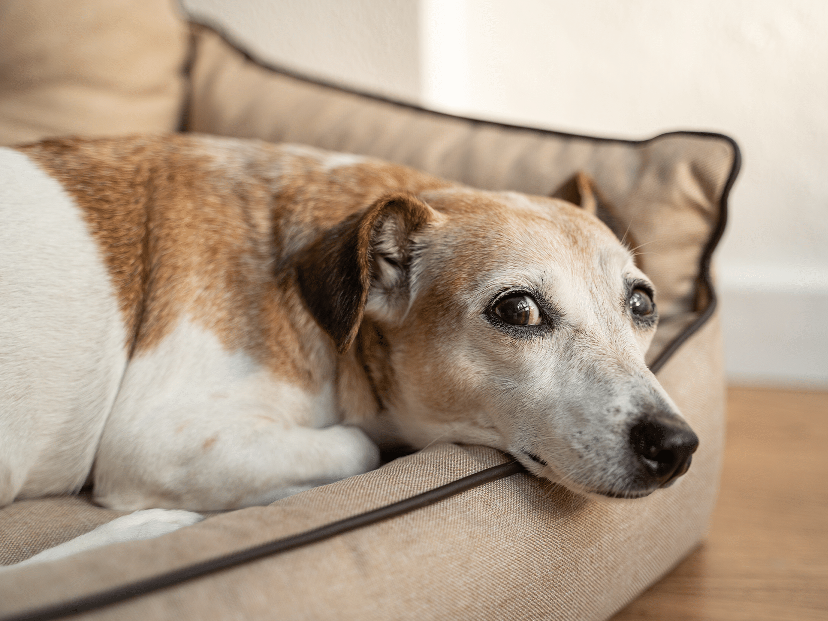 symptomen taxus vergiftiging bij een hond