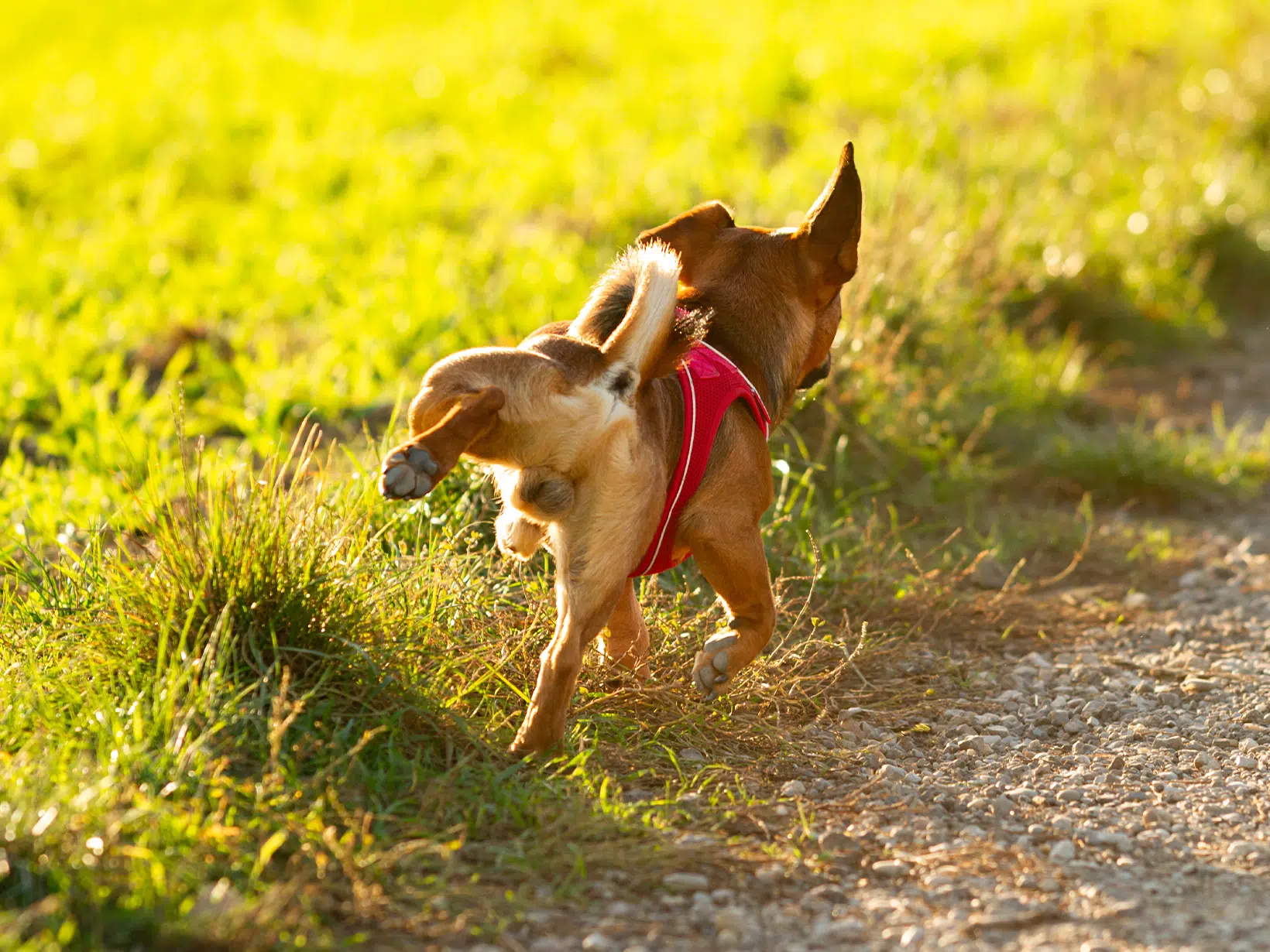 Symptomen te snel werkende schildklier bij een hond