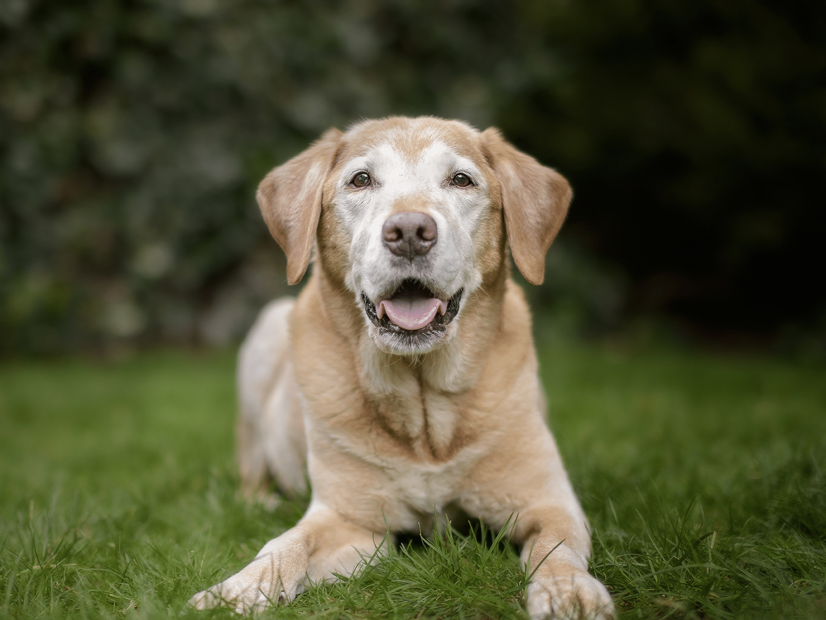 Symptomen teelbaltumor bij een hond