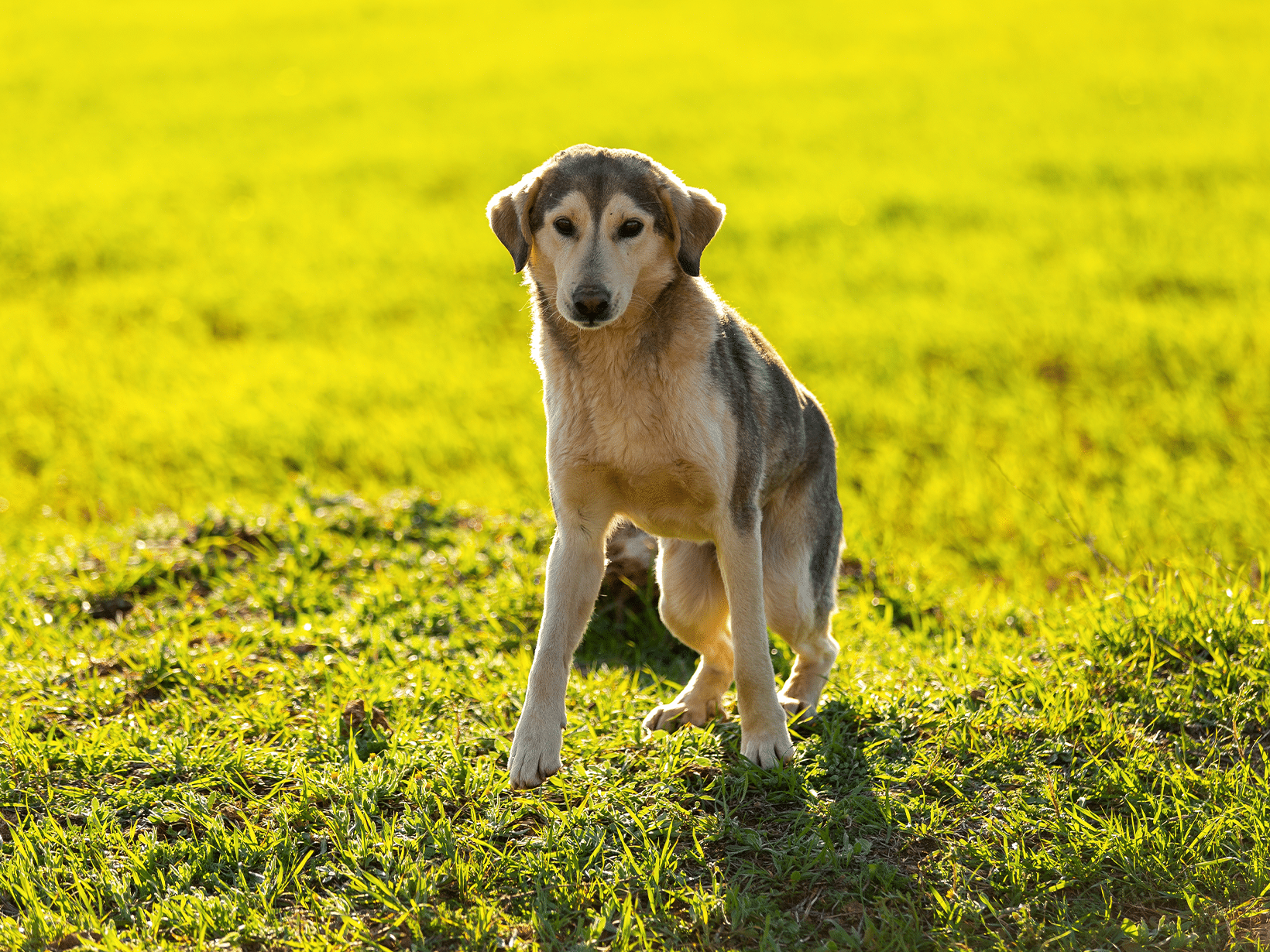 Symptomen traag werkende schildklier van een hond