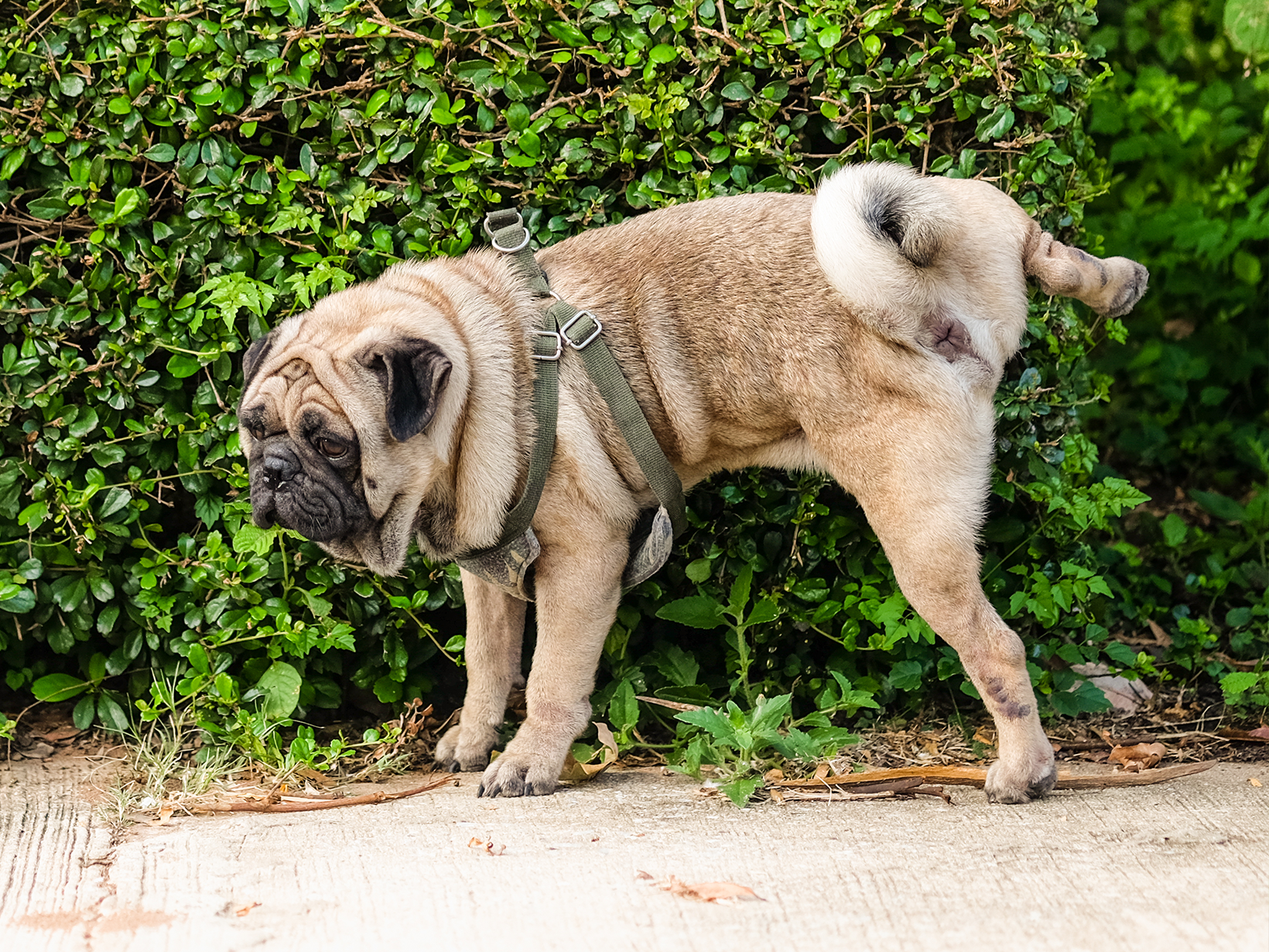 symptomen van een urineweginfectie bij een hond