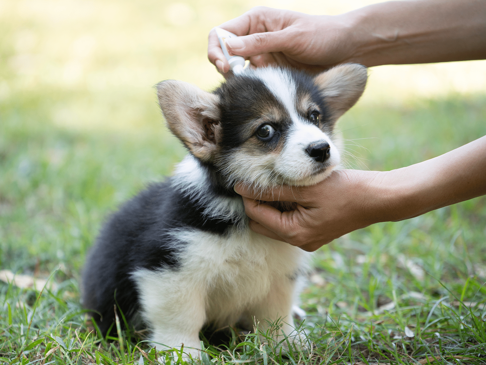 Symptomen Van Een Tekenbeet Bij Een Hond, Herken En Behandel