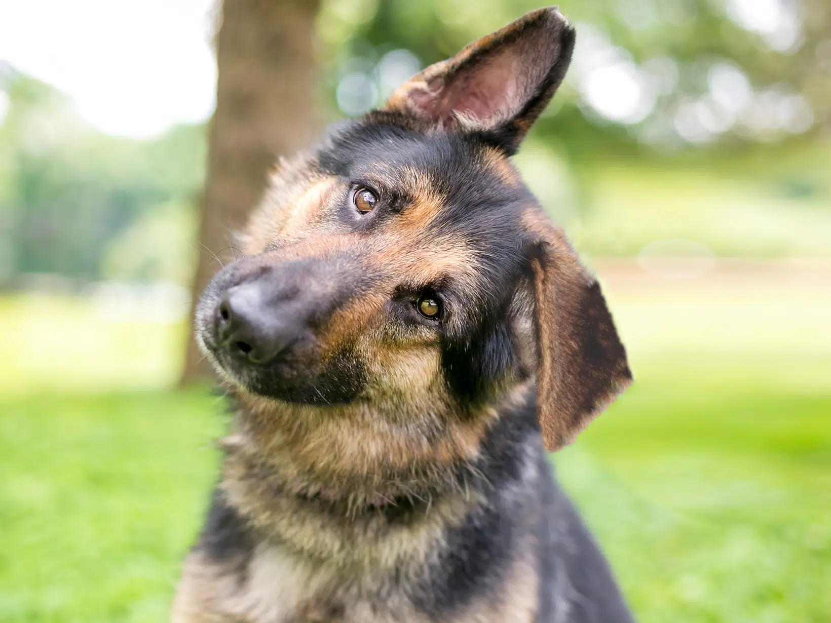 Symptomen van een tia bij een hond