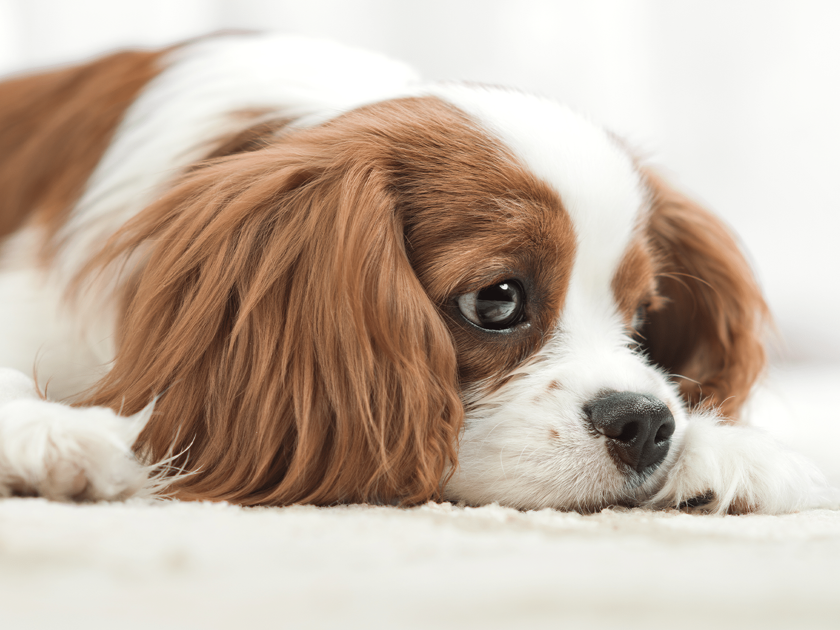 Symptomen van een treurende hond