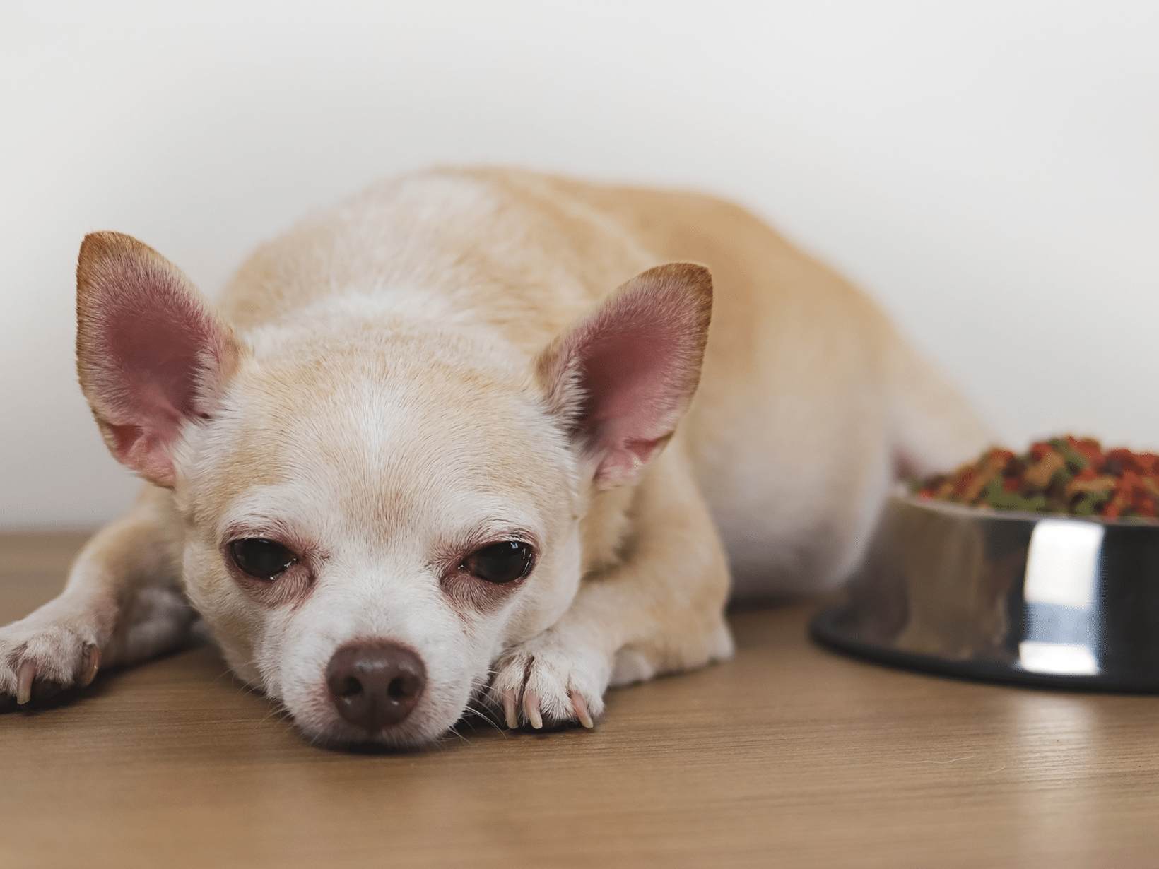 Symptomen van een tumor bij een hond