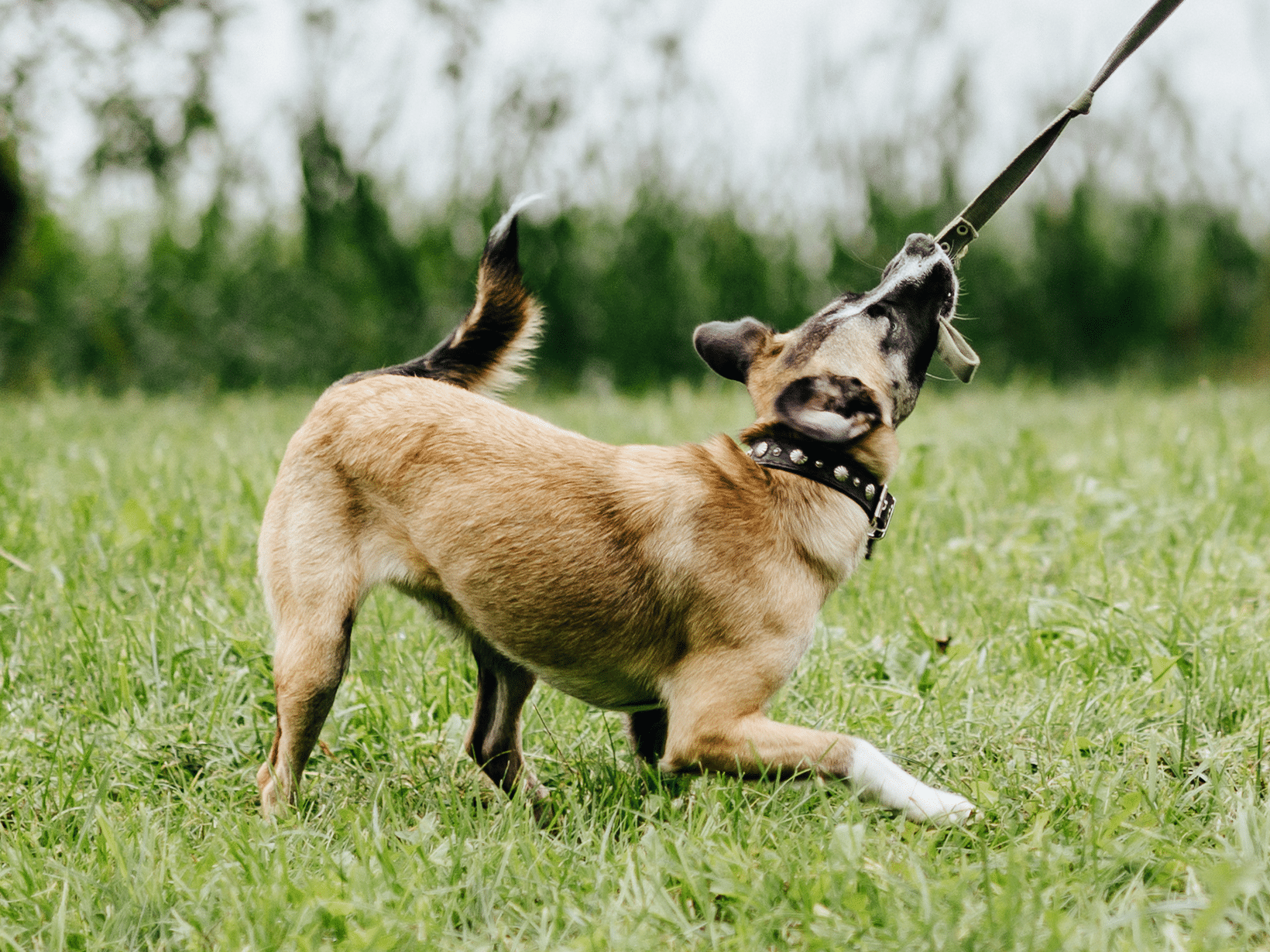 Symptomen van een hond die honger heeft