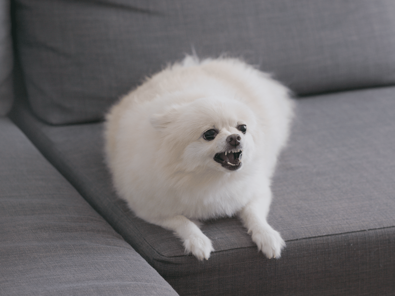 Waarom blaft een hond als er iemand binnenkomt?