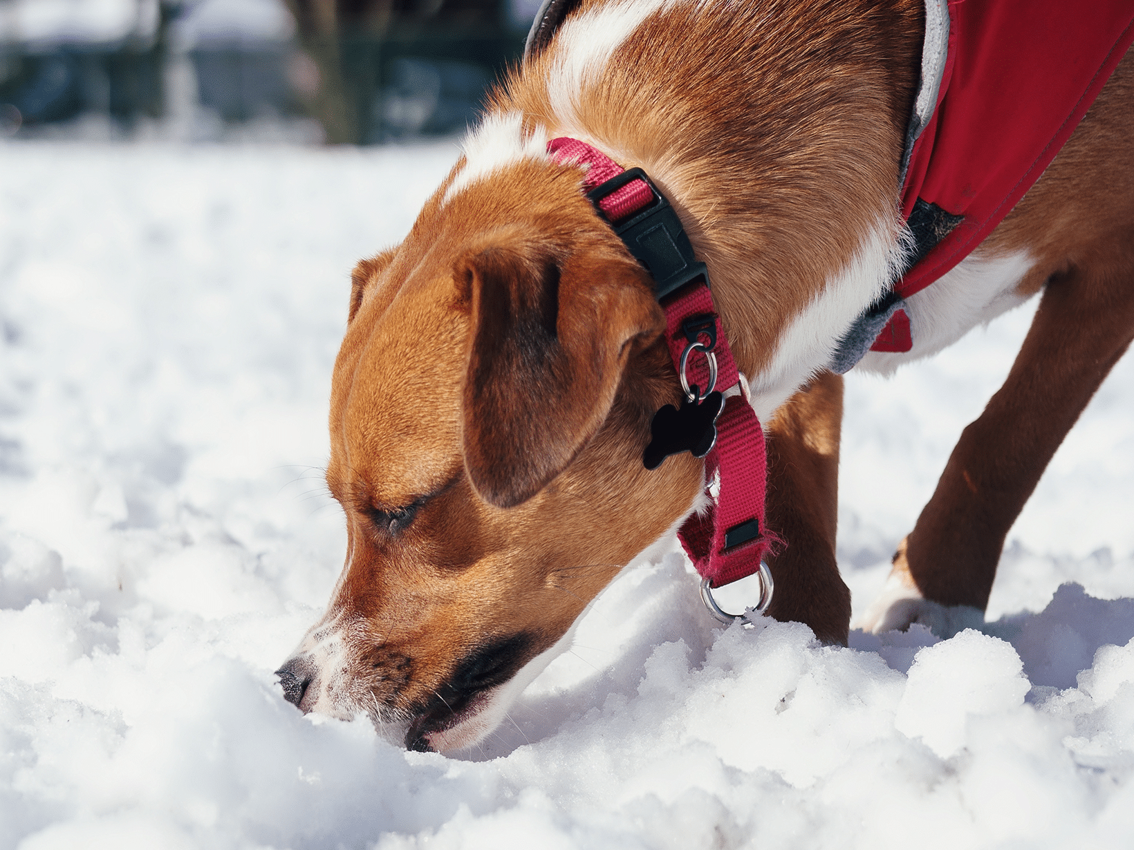 Waarom eet mijn hond sneeuw?