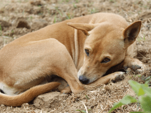 Bedwants hond kosten