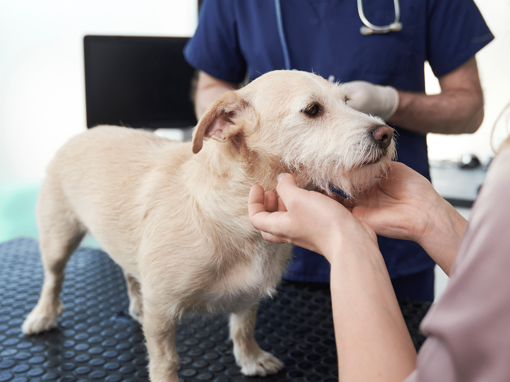 Bestraling kosten bij een hond