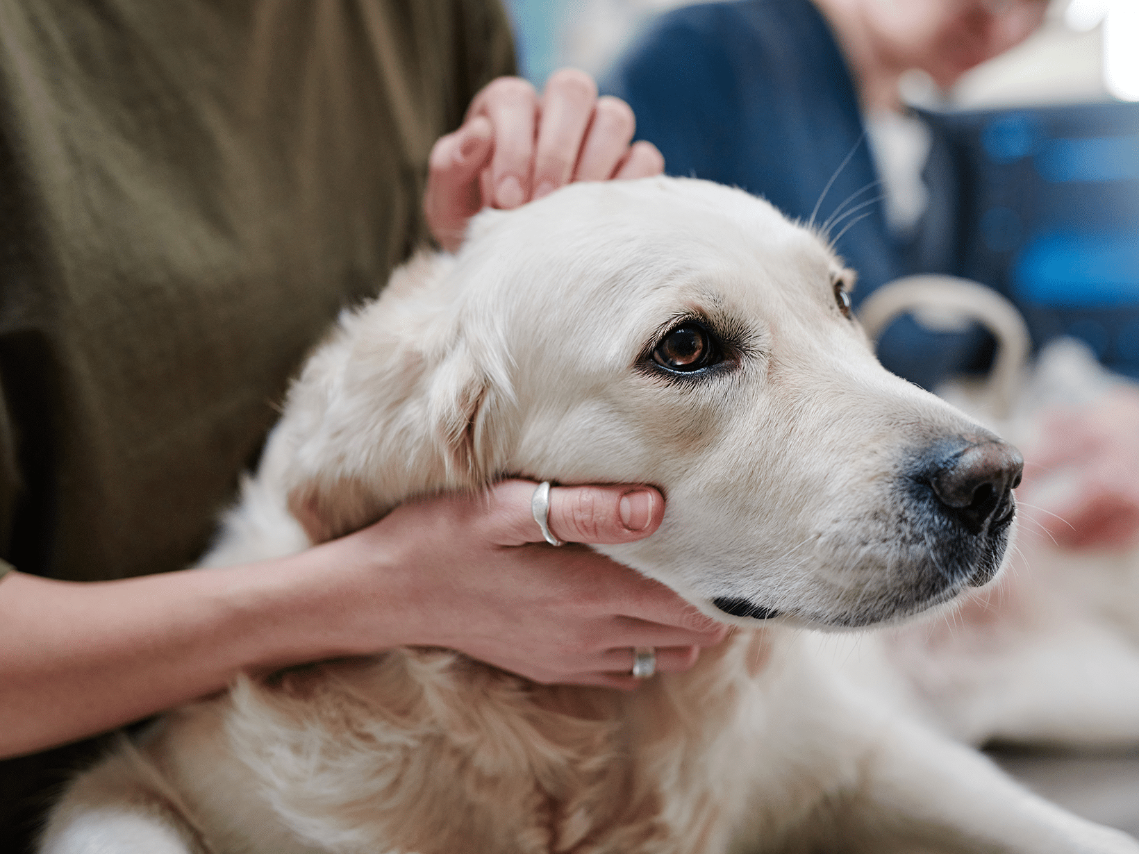 Cerenia kosten voor een hond