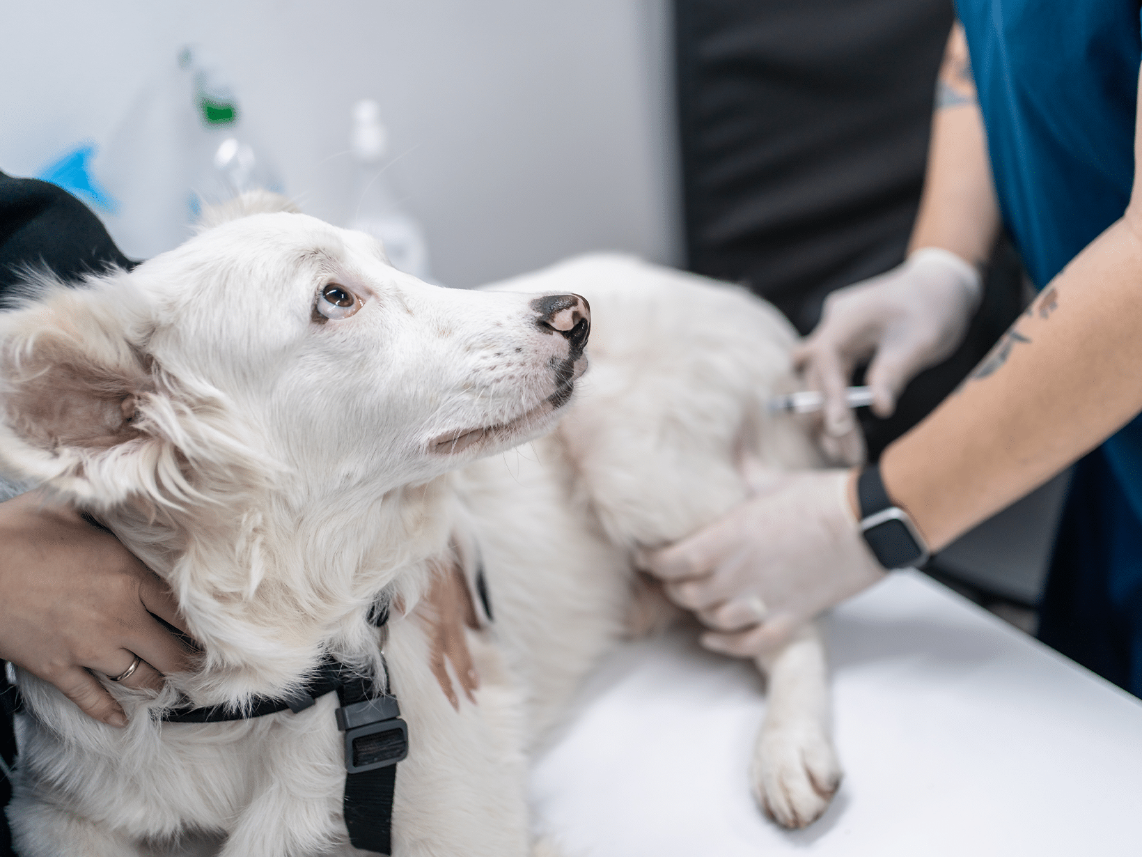 Cocktail enting kosten voor een hond