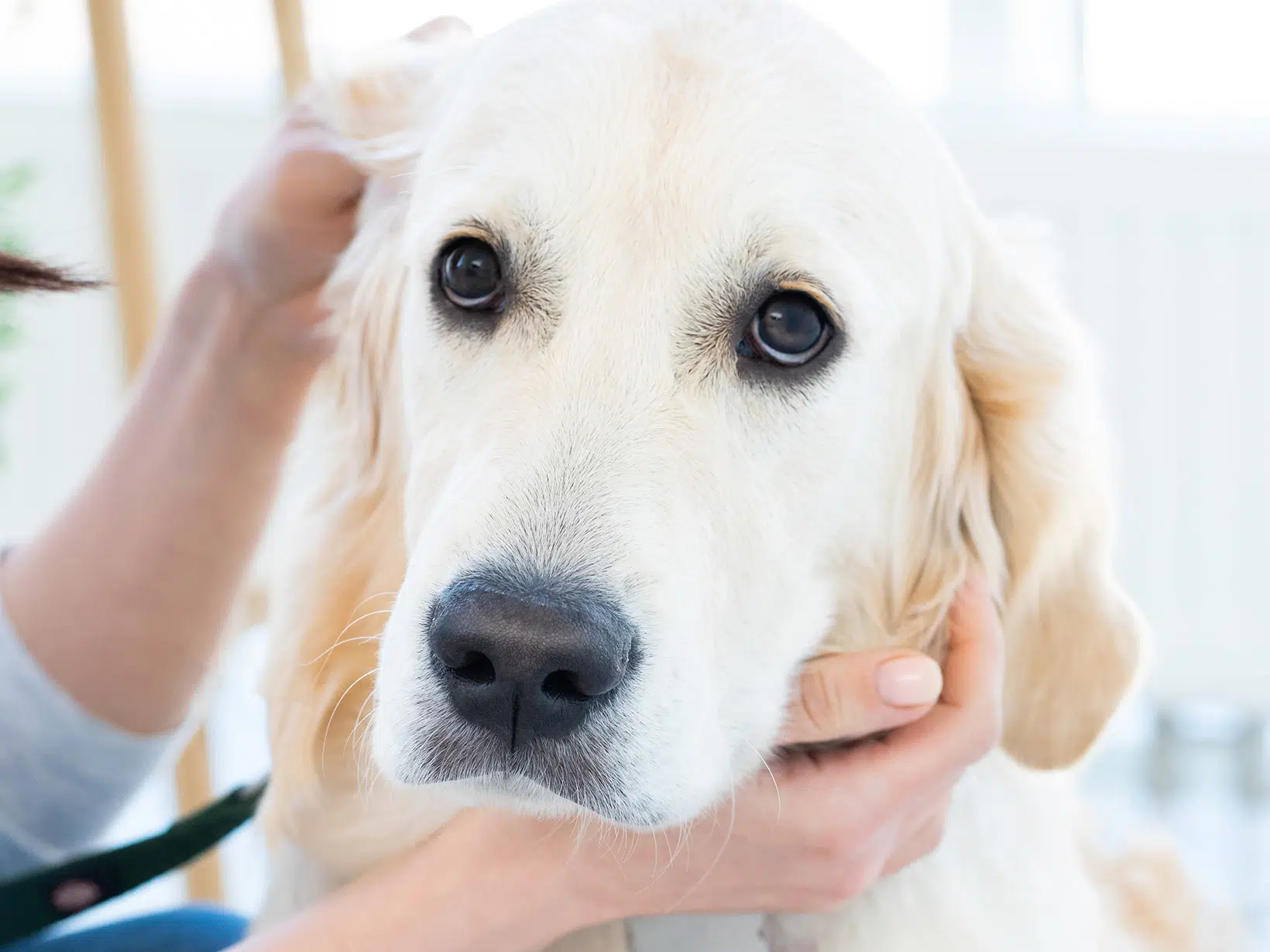 De kosten van celecoxib voor een hond