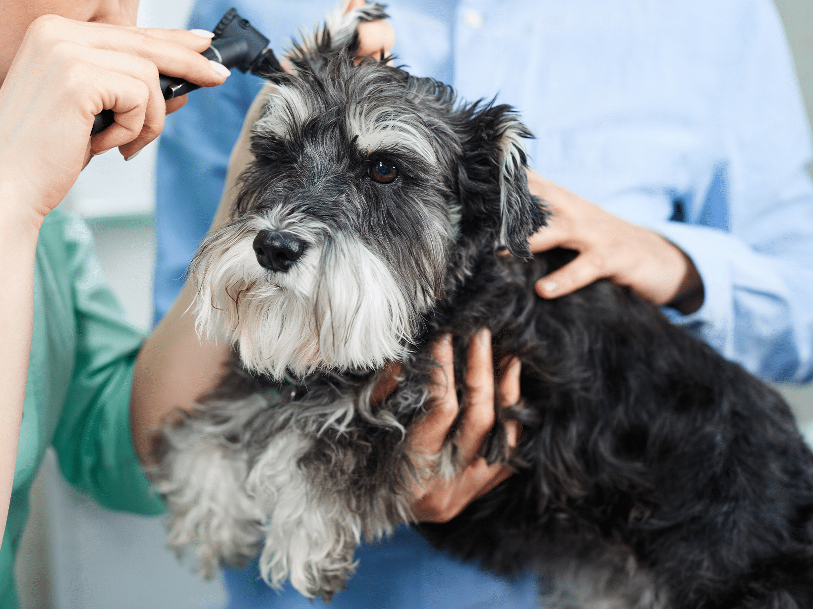 De kosten van de gehoorgang verwijderen bij een hond